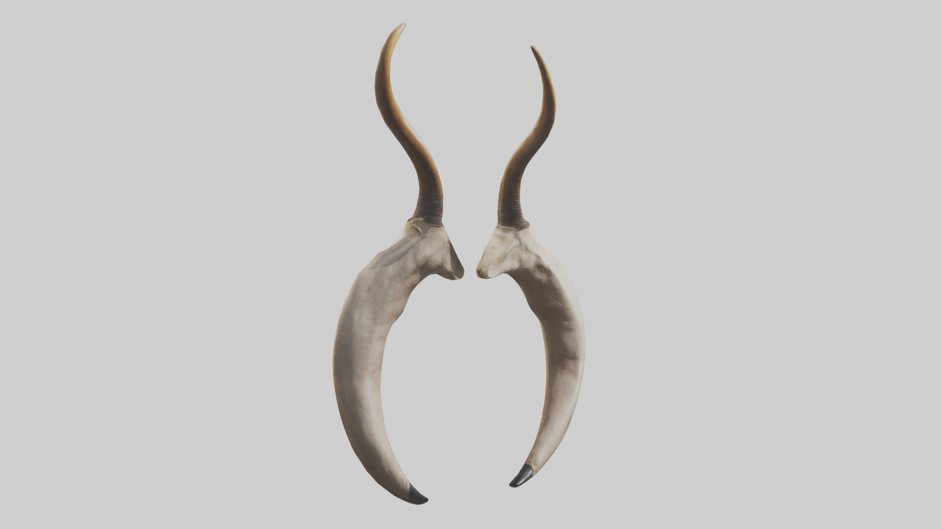 Lion Horns Low-poly 3D model_11