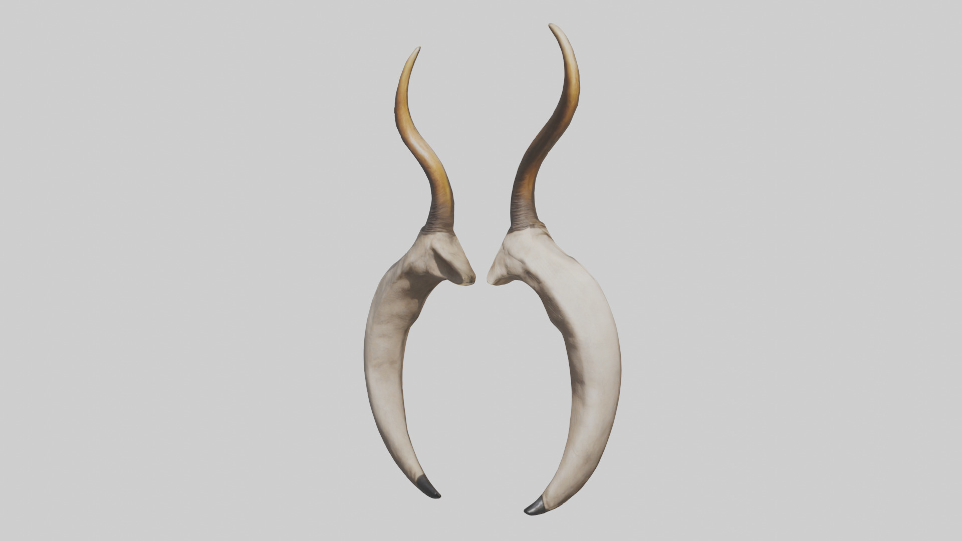 Lion Horns Low-poly 3D model_8