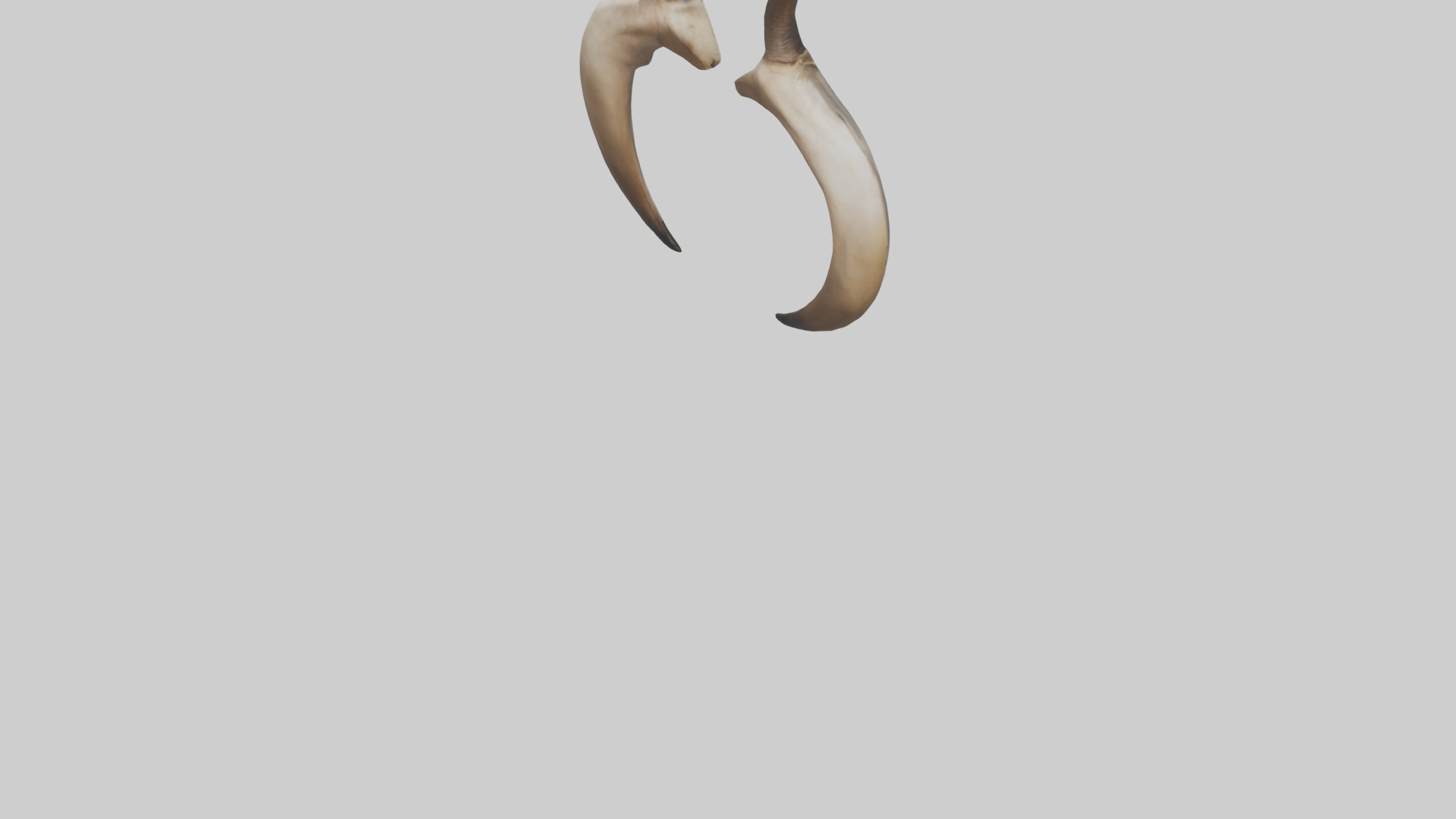 Lion Horns Low-poly 3D model_4