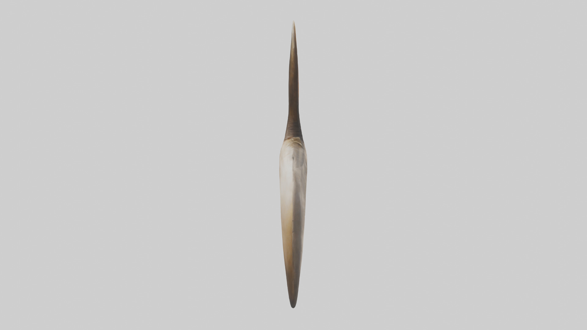 Lion Horns Low-poly 3D model_13