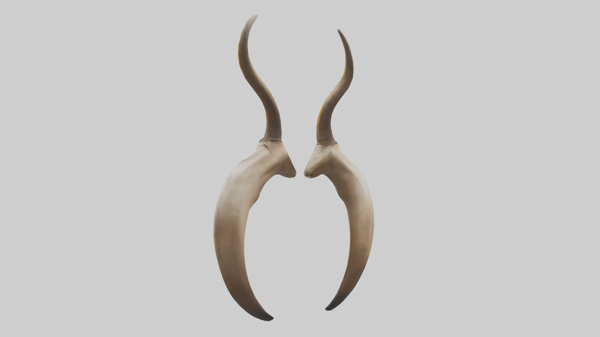 Lion Horns Low-poly 3D model_1