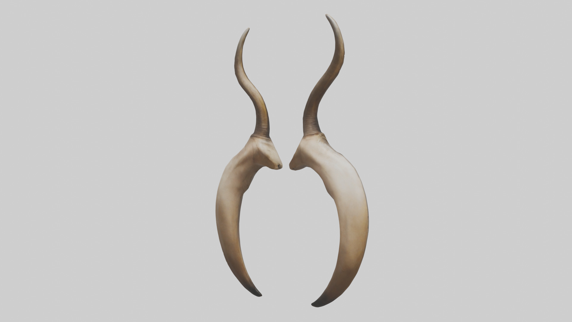 Lion Horns Low-poly 3D model_2