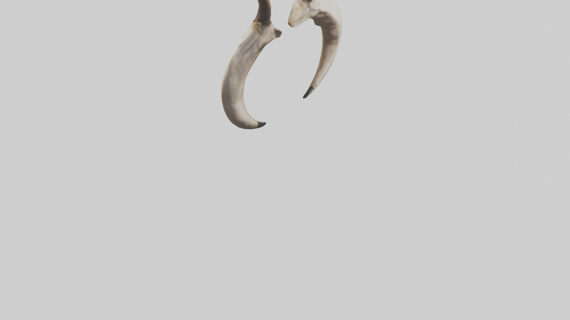 Lion Horns Low-poly 3D model_6