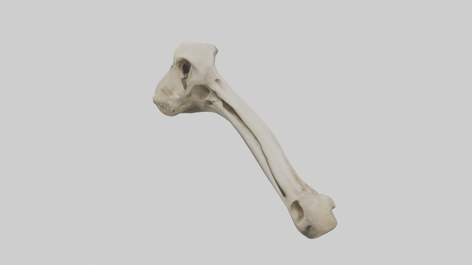 Lion Humerus Low-poly 3D model_17