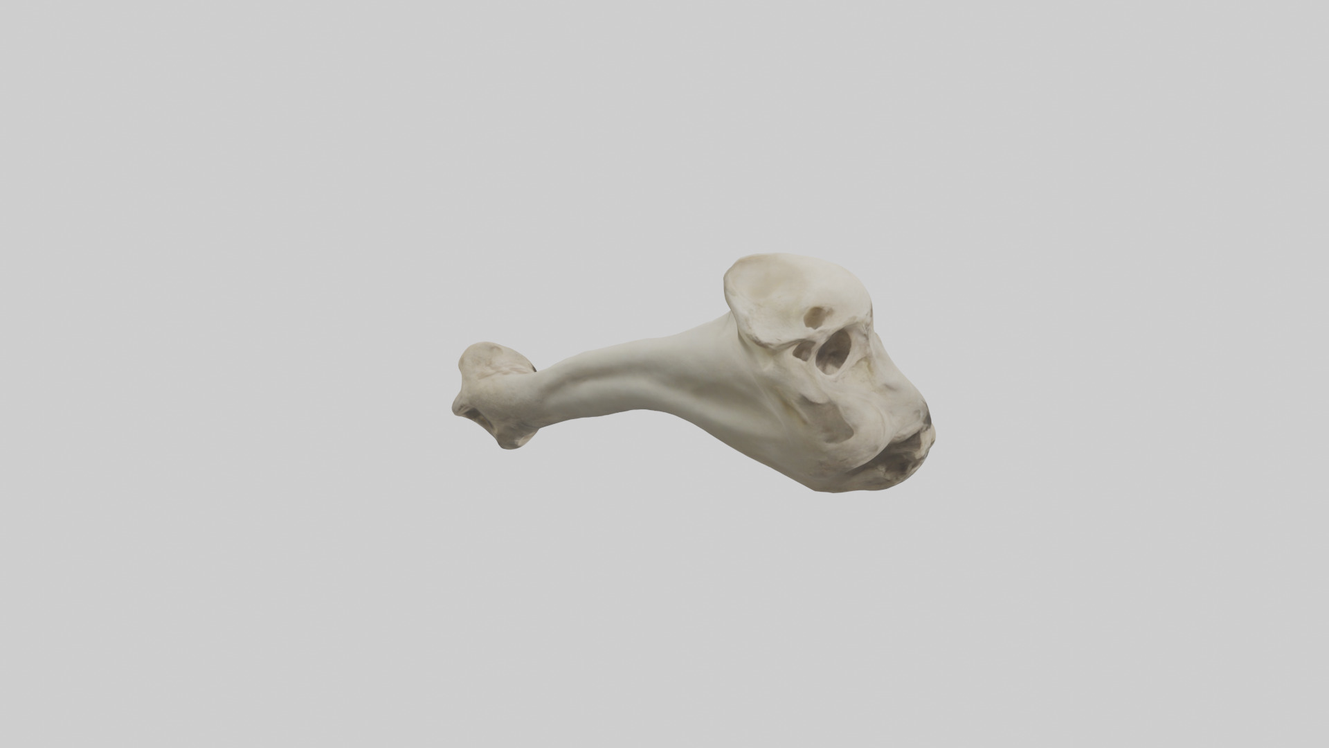 Lion Humerus Low-poly 3D model_13