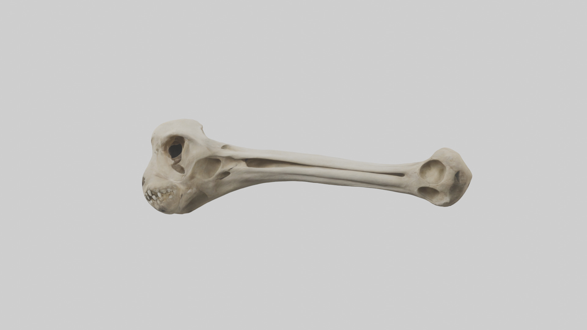Lion Humerus Low-poly 3D model_10
