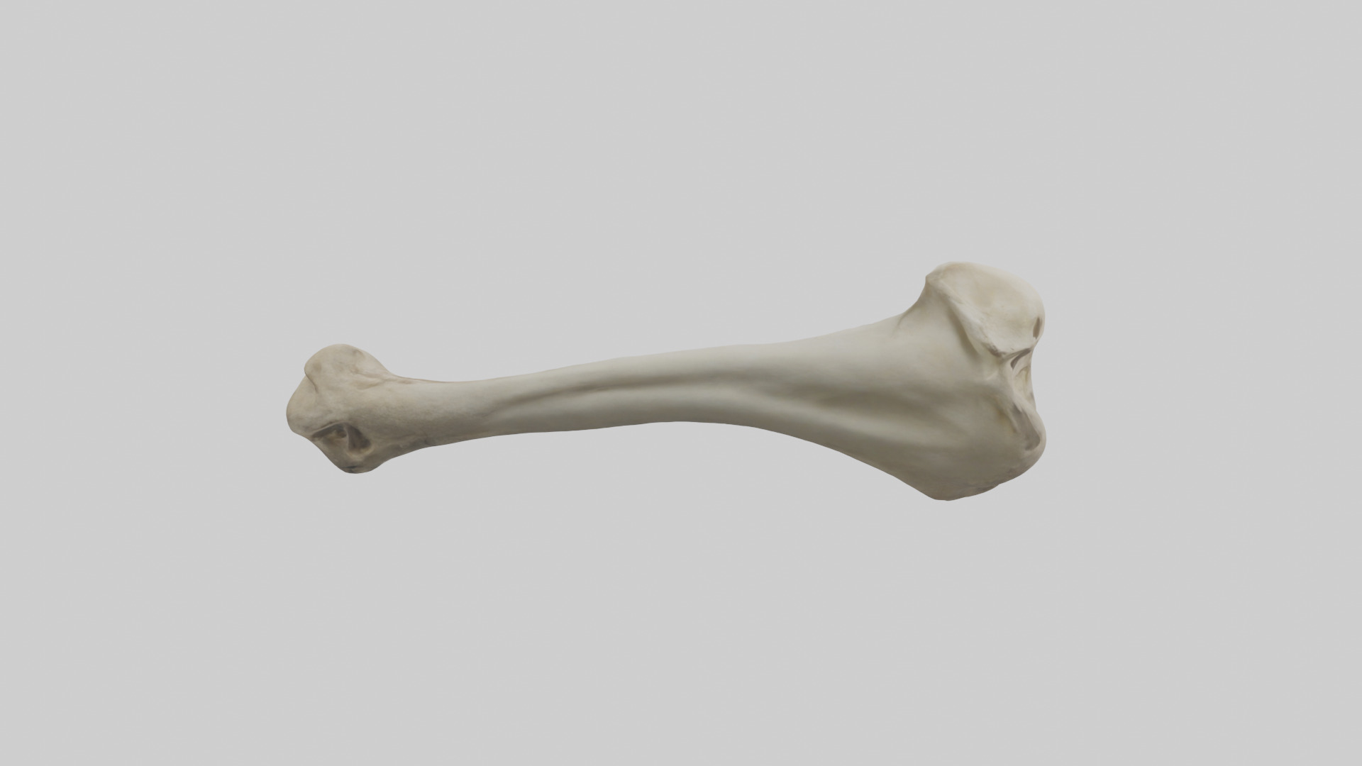 Lion Humerus Low-poly 3D model_2