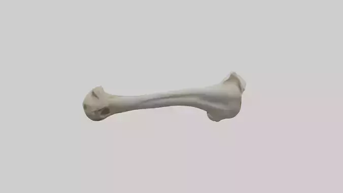 Lion Humerus