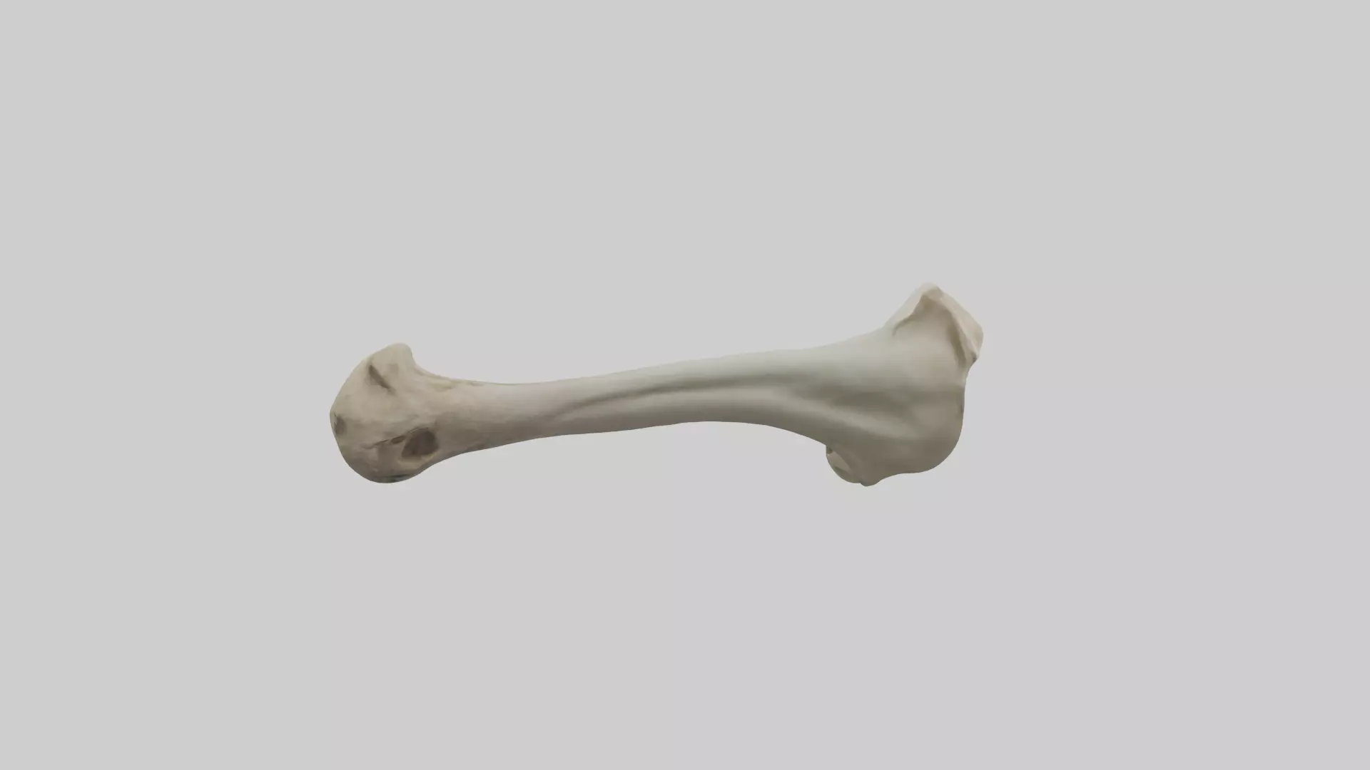 Lion Humerus Low-poly 3D model_0