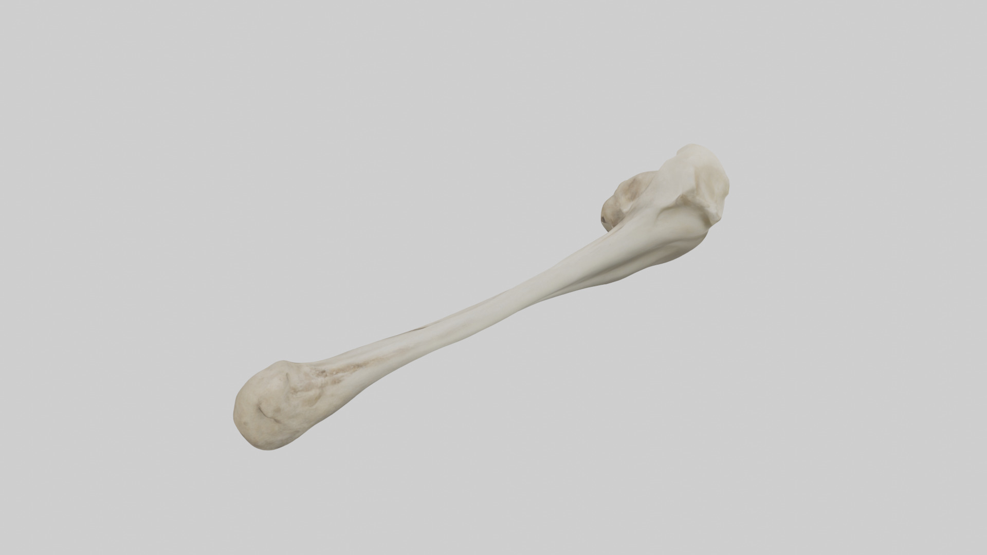 Lion Humerus Low-poly 3D model_15