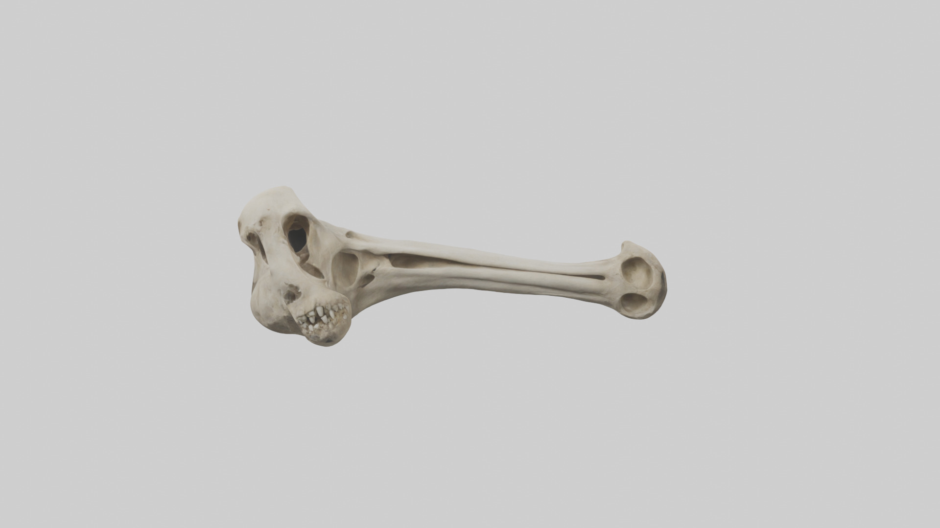 Lion Humerus Low-poly 3D model_9