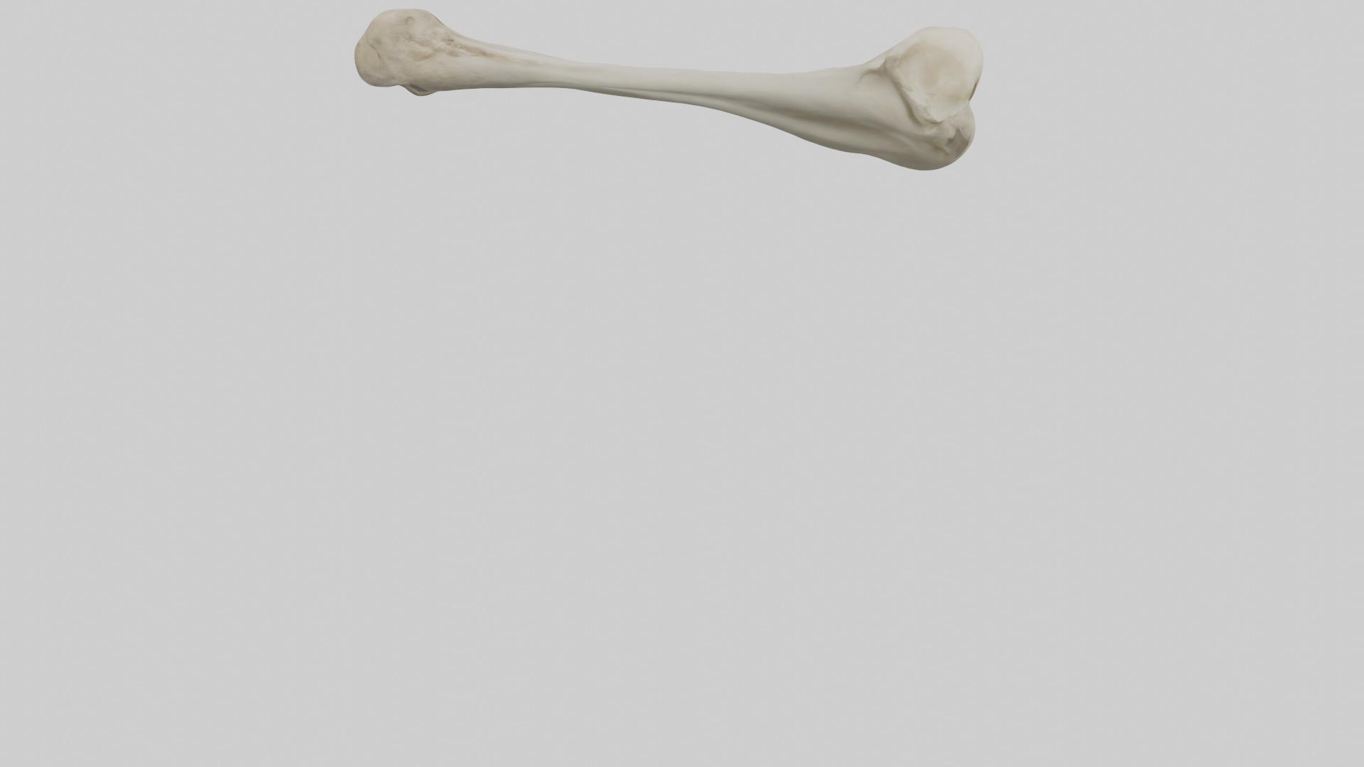 Lion Humerus Low-poly 3D model_4