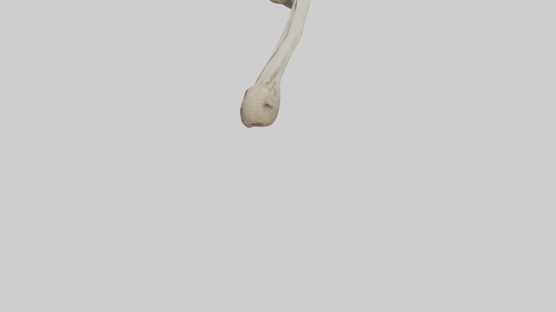 Lion Humerus Low-poly 3D model_3