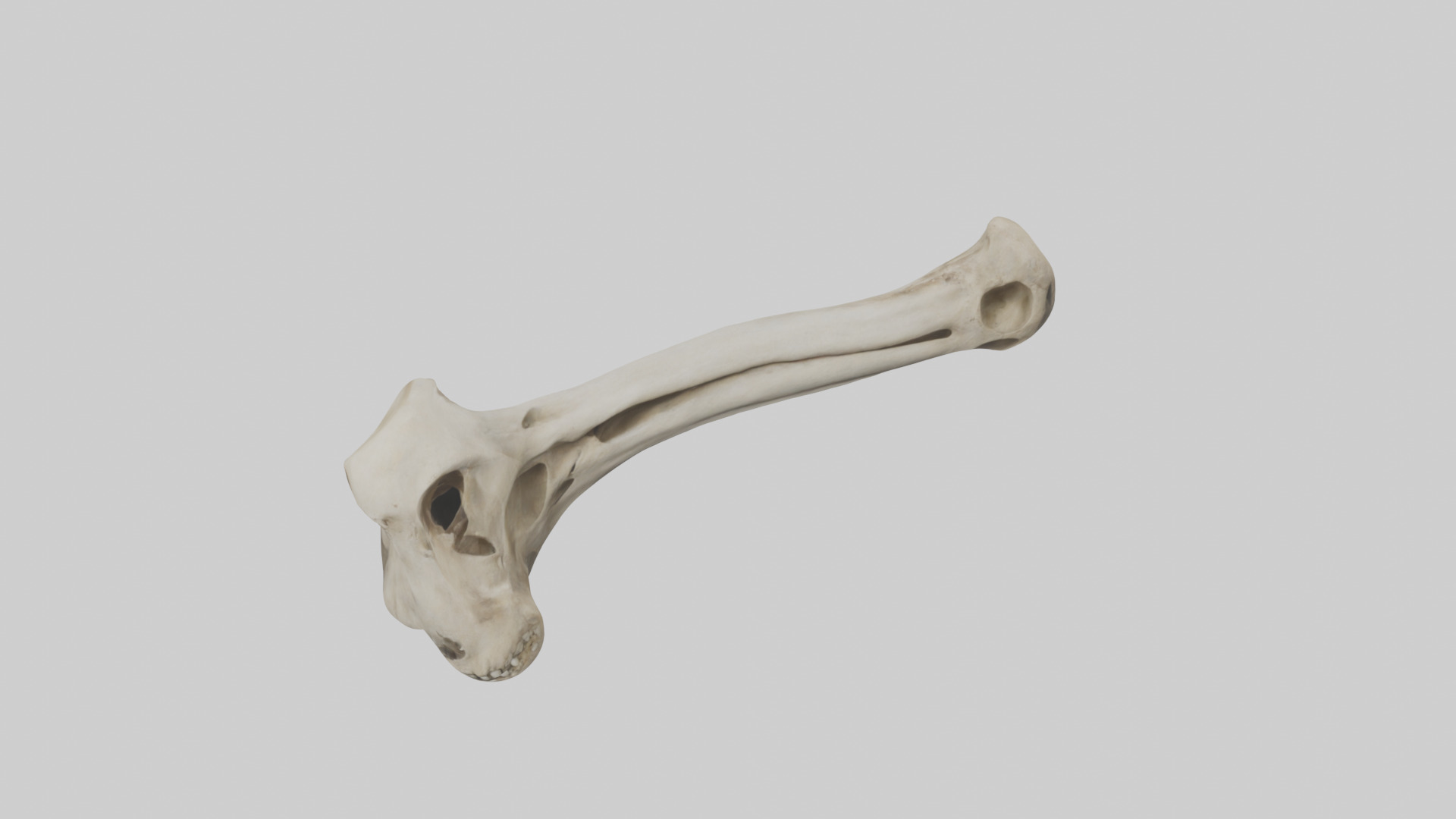 Lion Humerus Low-poly 3D model_16