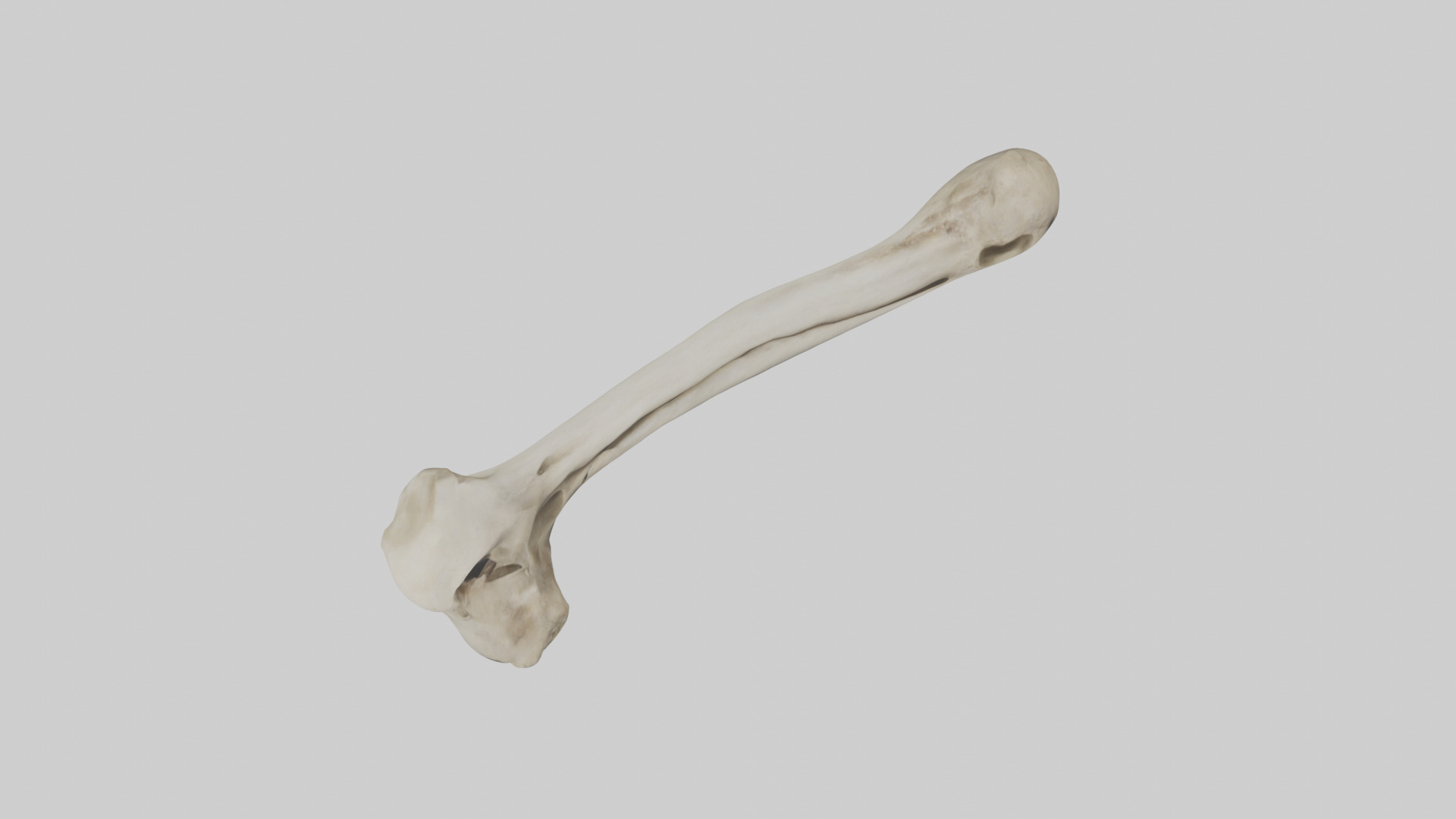 Lion Humerus Low-poly 3D model_14