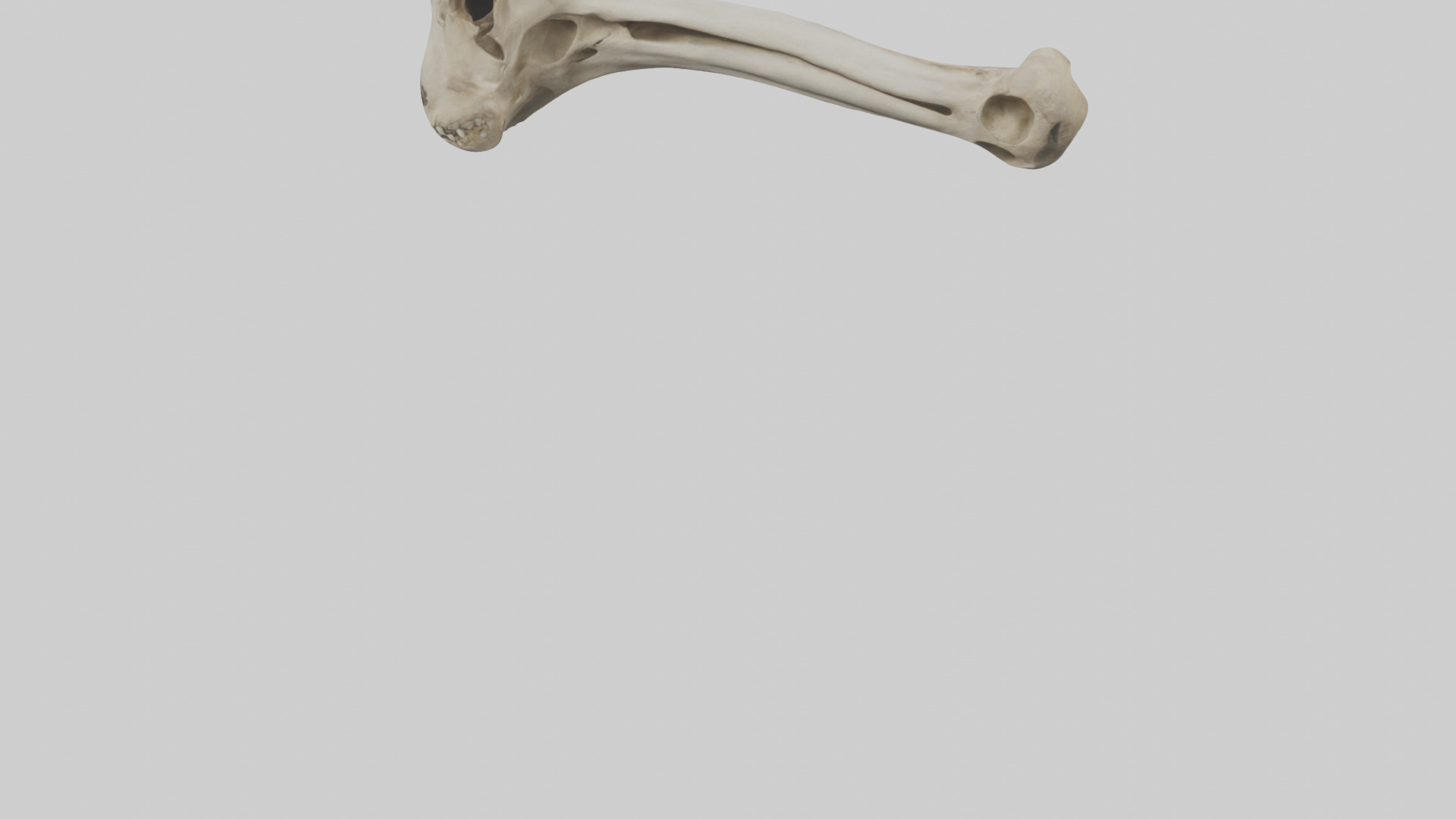 Lion Humerus Low-poly 3D model_5