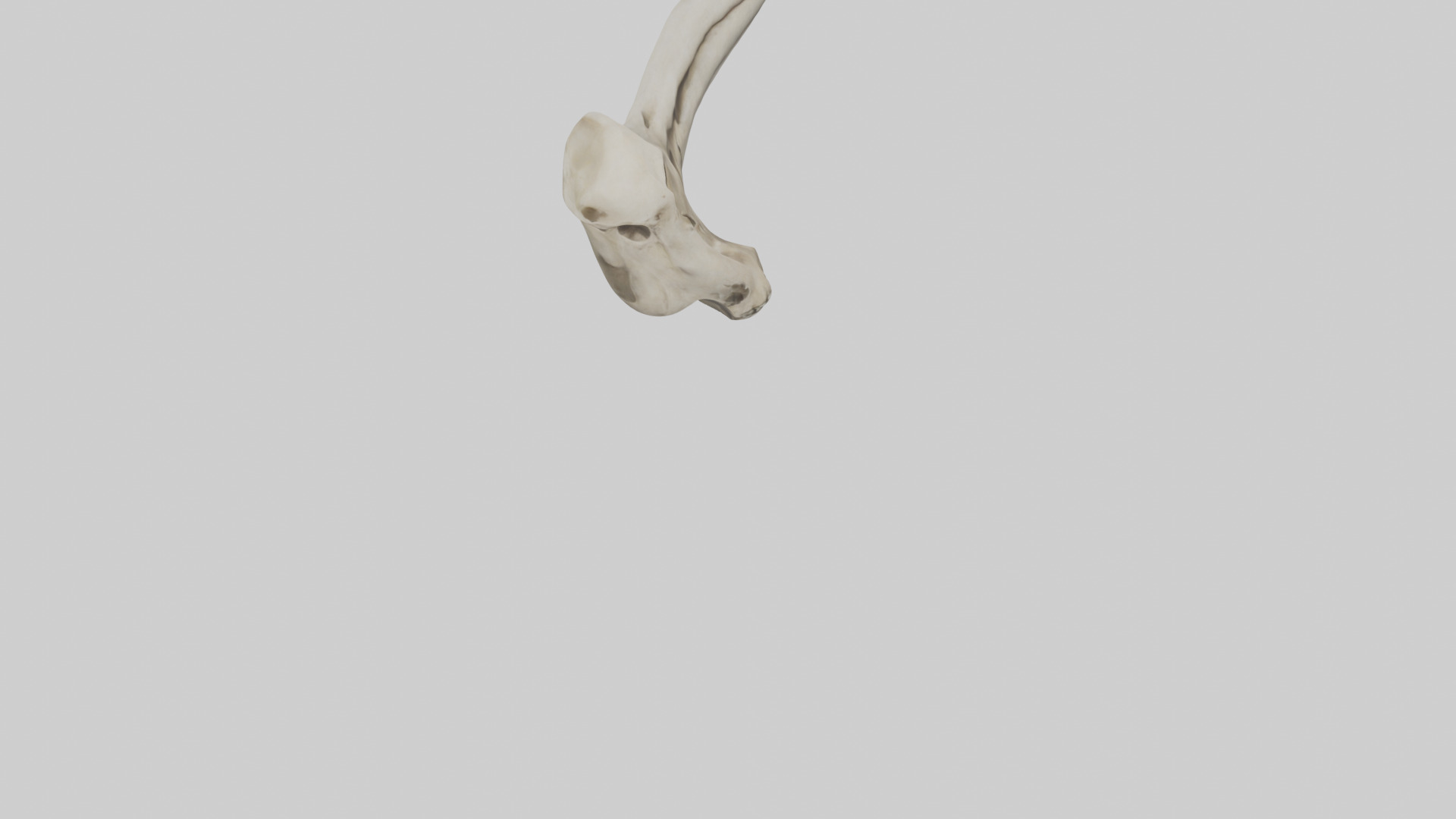 Lion Humerus Low-poly 3D model_6