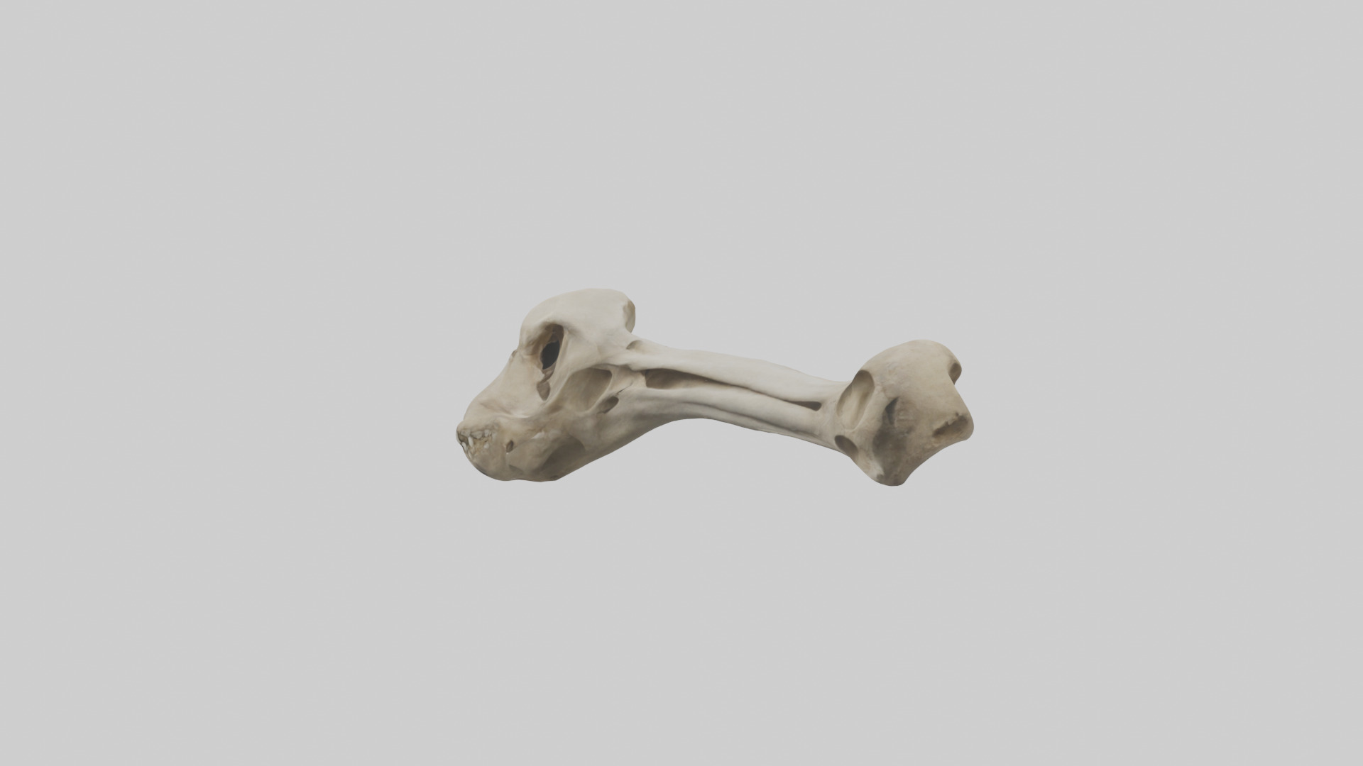 Lion Humerus Low-poly 3D model_12