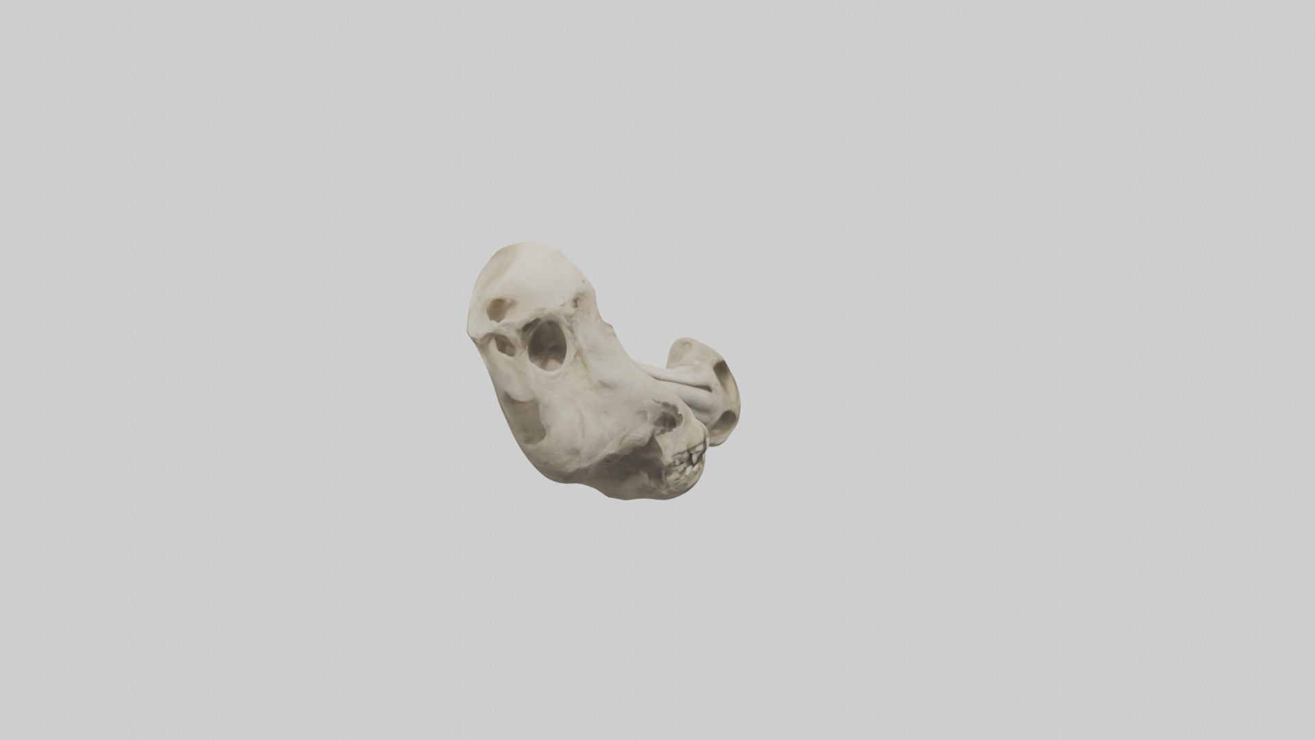 Lion Humerus Low-poly 3D model_7
