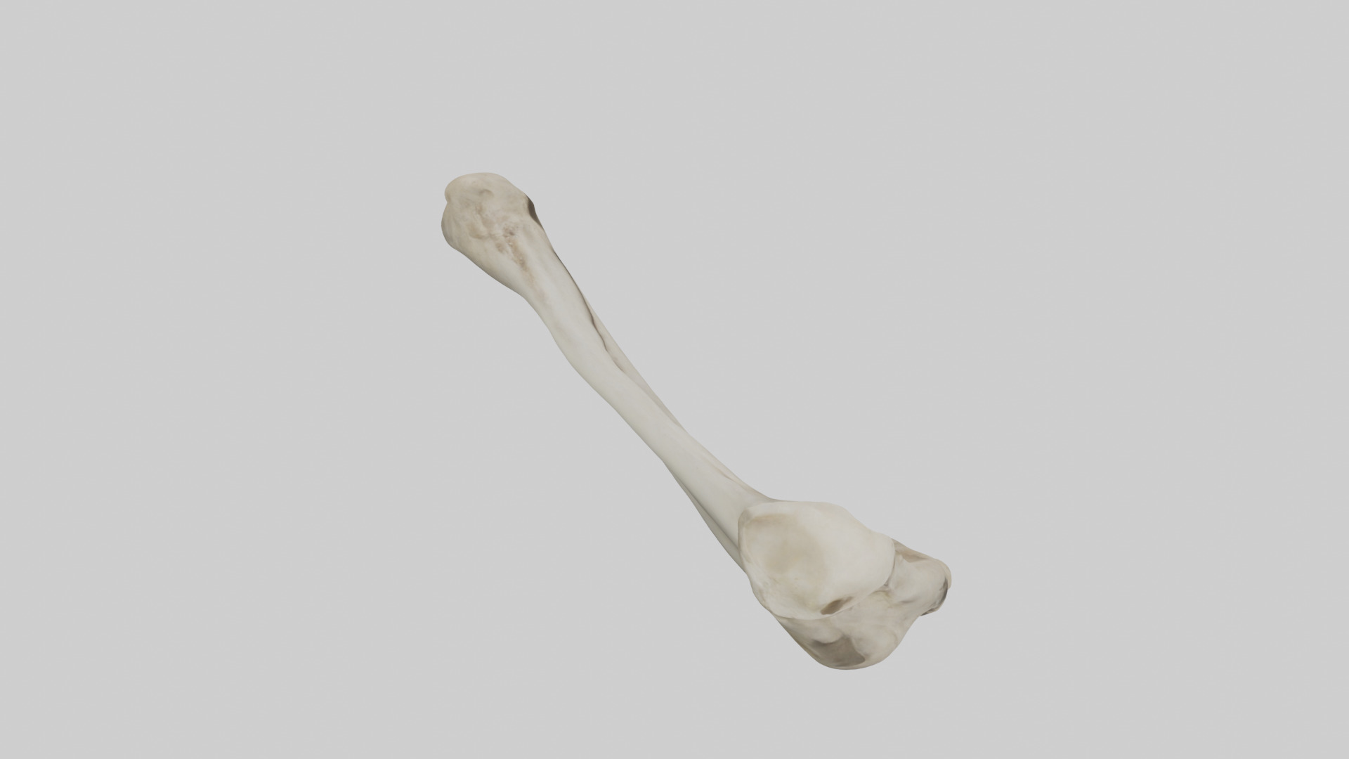 Lion Humerus Low-poly 3D model_18