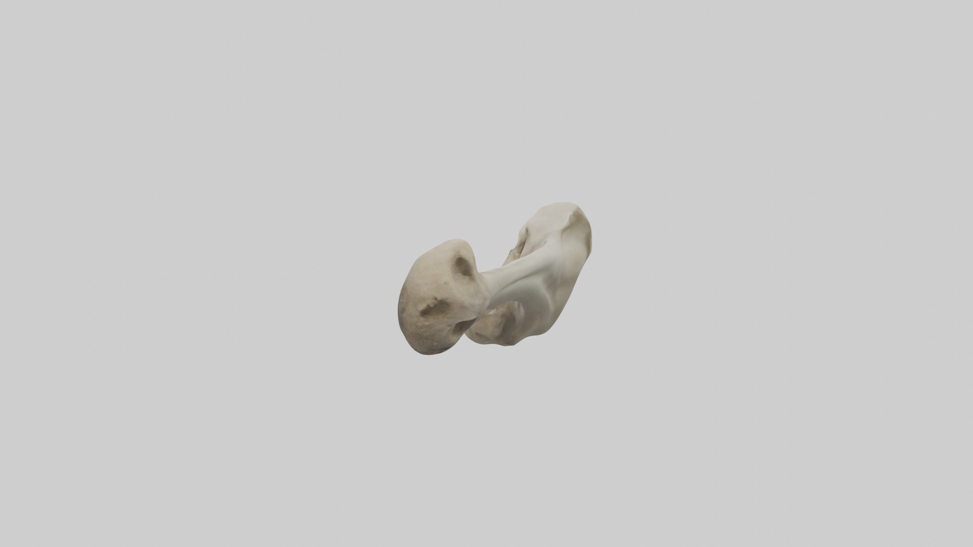 Lion Humerus Low-poly 3D model_1