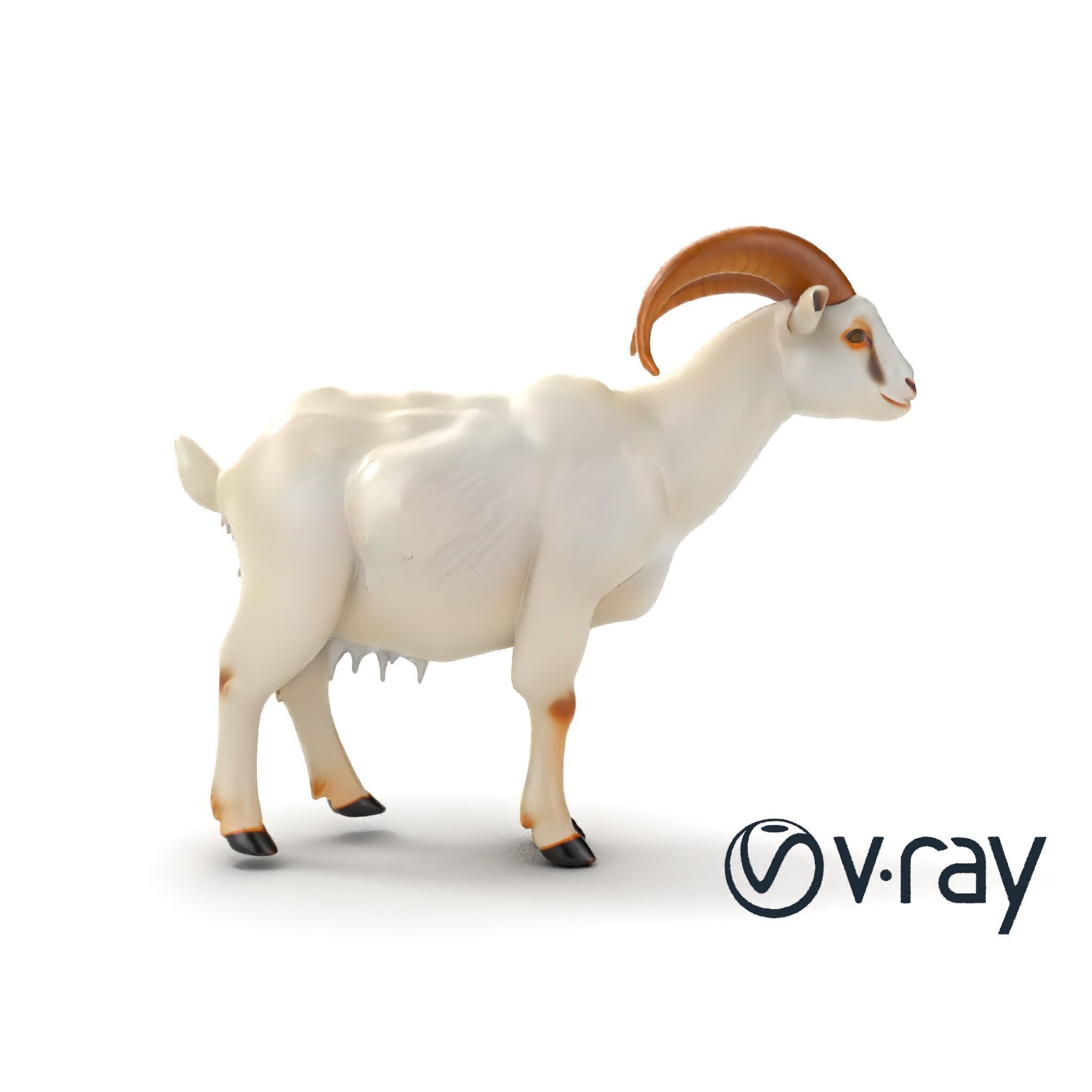 Curved Horn Goat White Coat model pack Low-poly 3D model_10