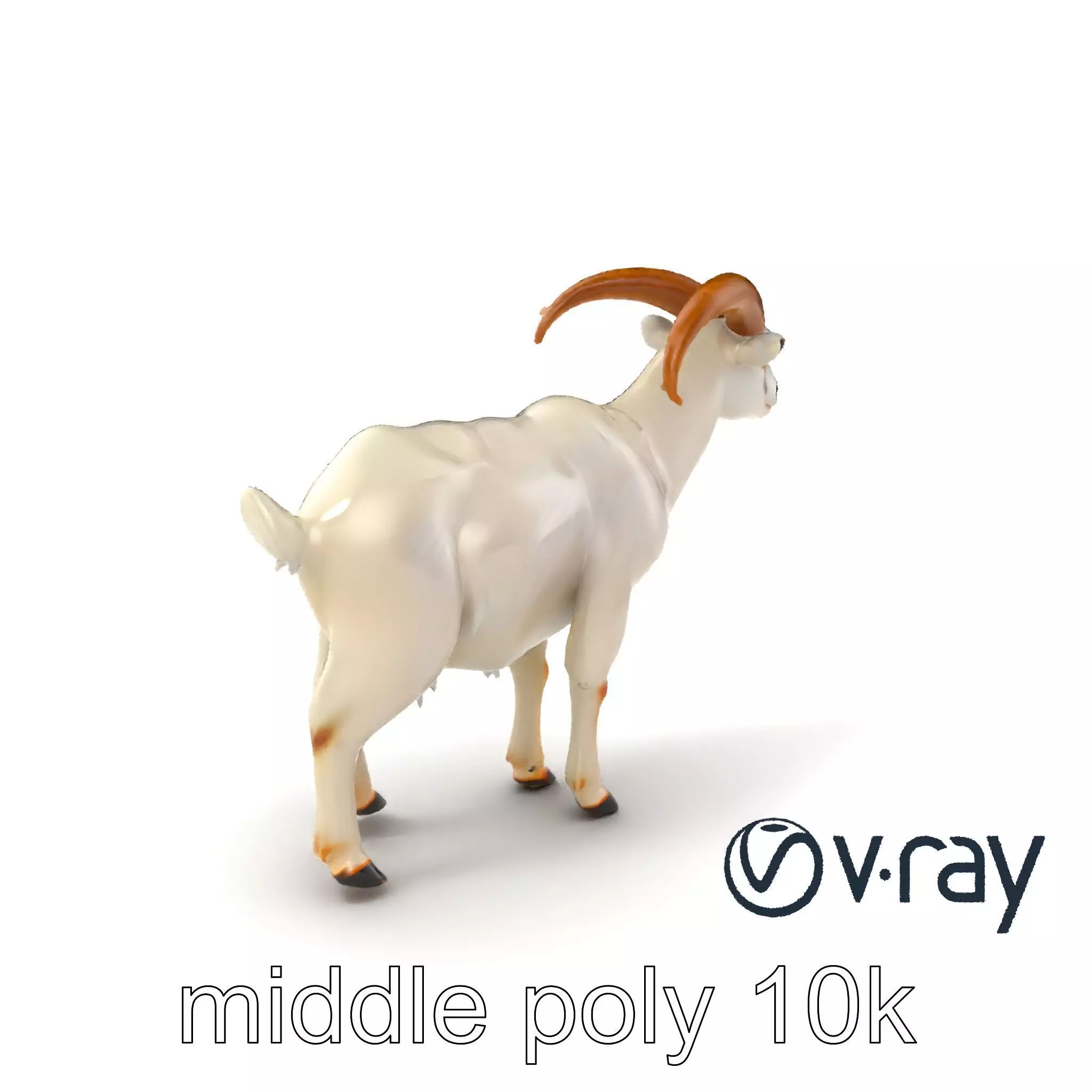 Curved Horn Goat White Coat model pack Low-poly 3D model_0