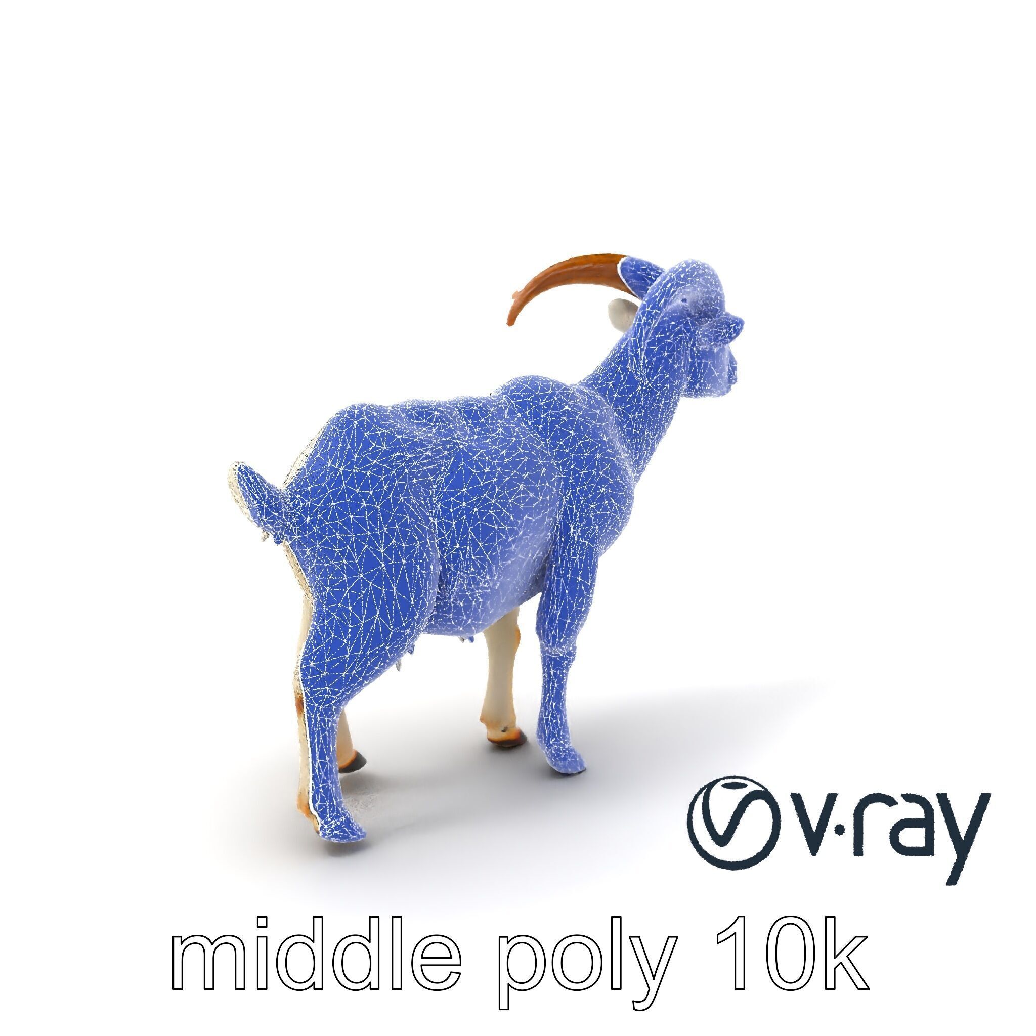 Curved Horn Goat White Coat model pack Low-poly 3D model_22
