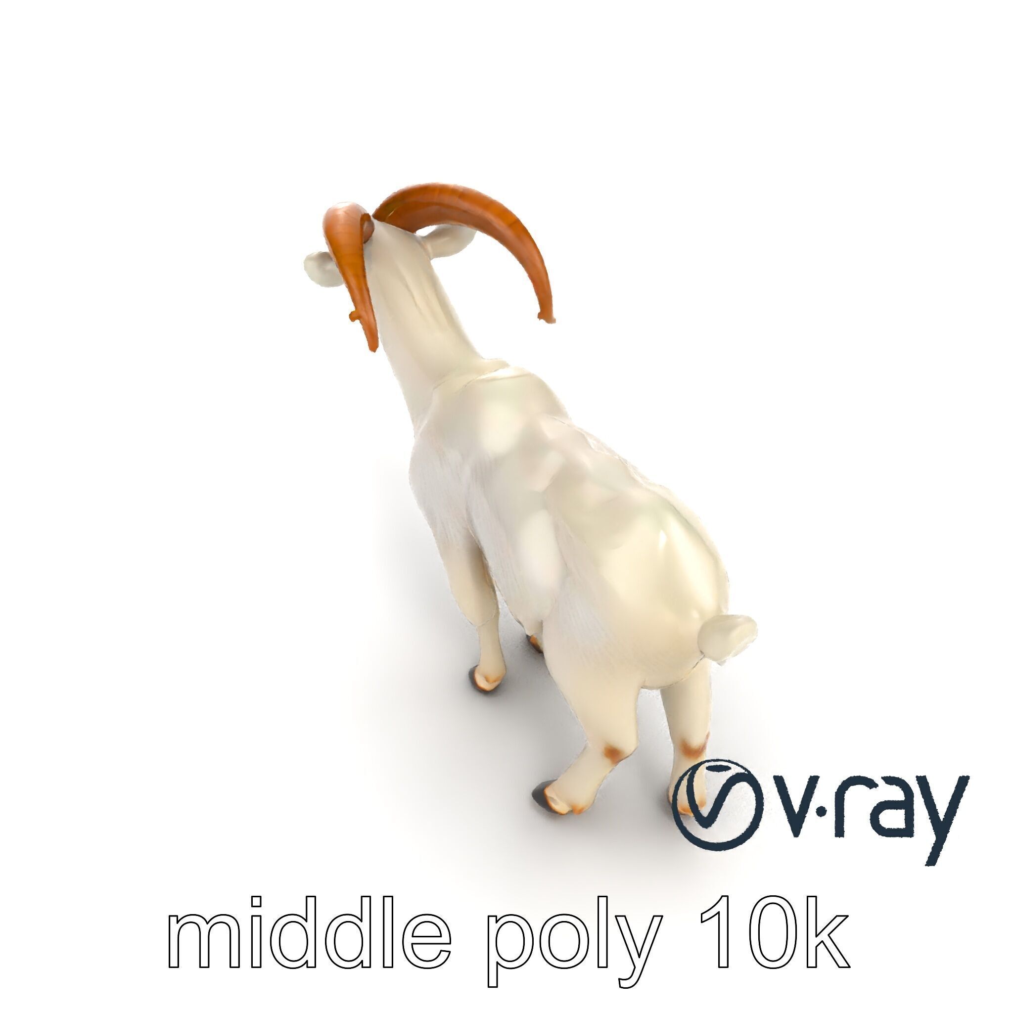 Curved Horn Goat White Coat model pack Low-poly 3D model_7