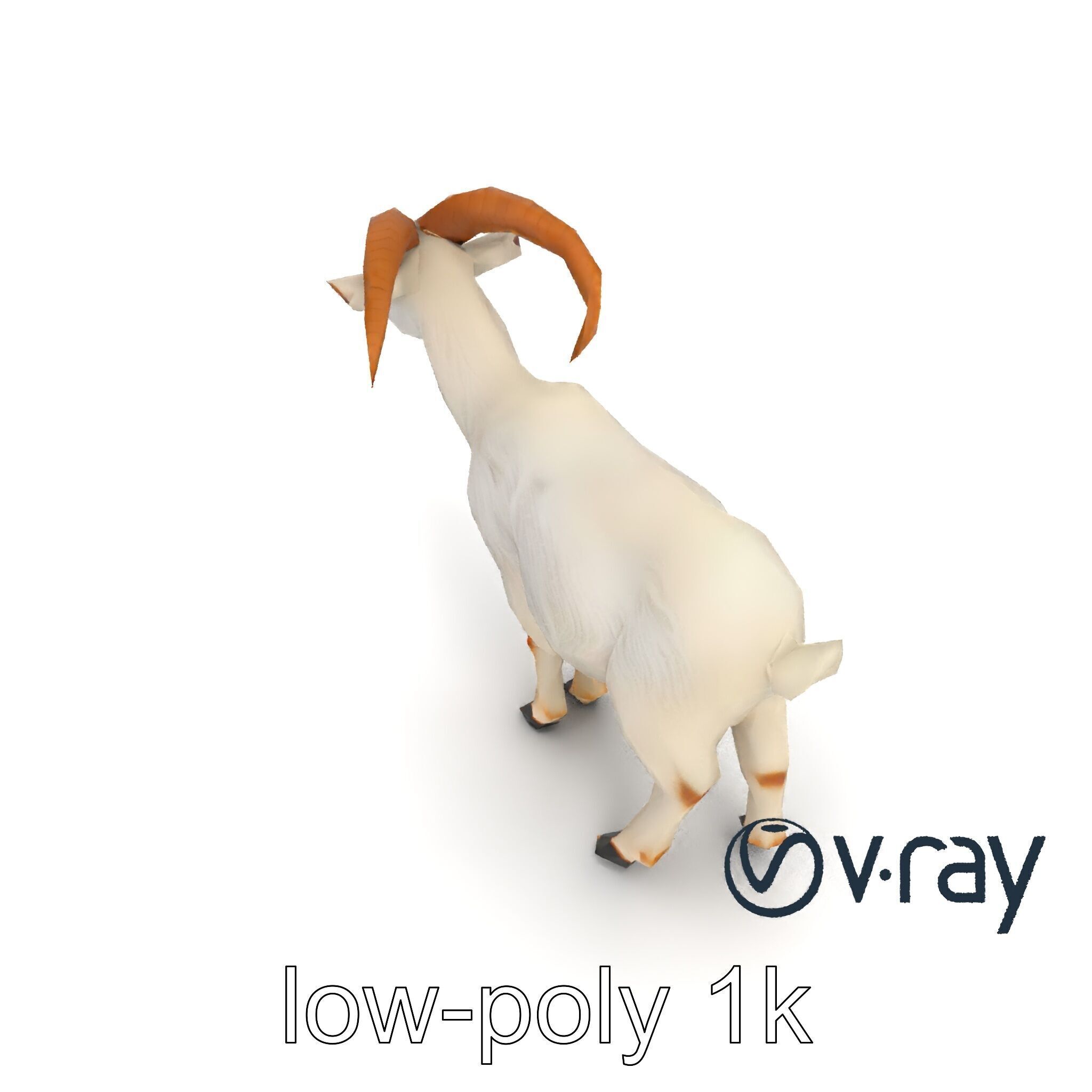 Curved Horn Goat White Coat model pack Low-poly 3D model_19