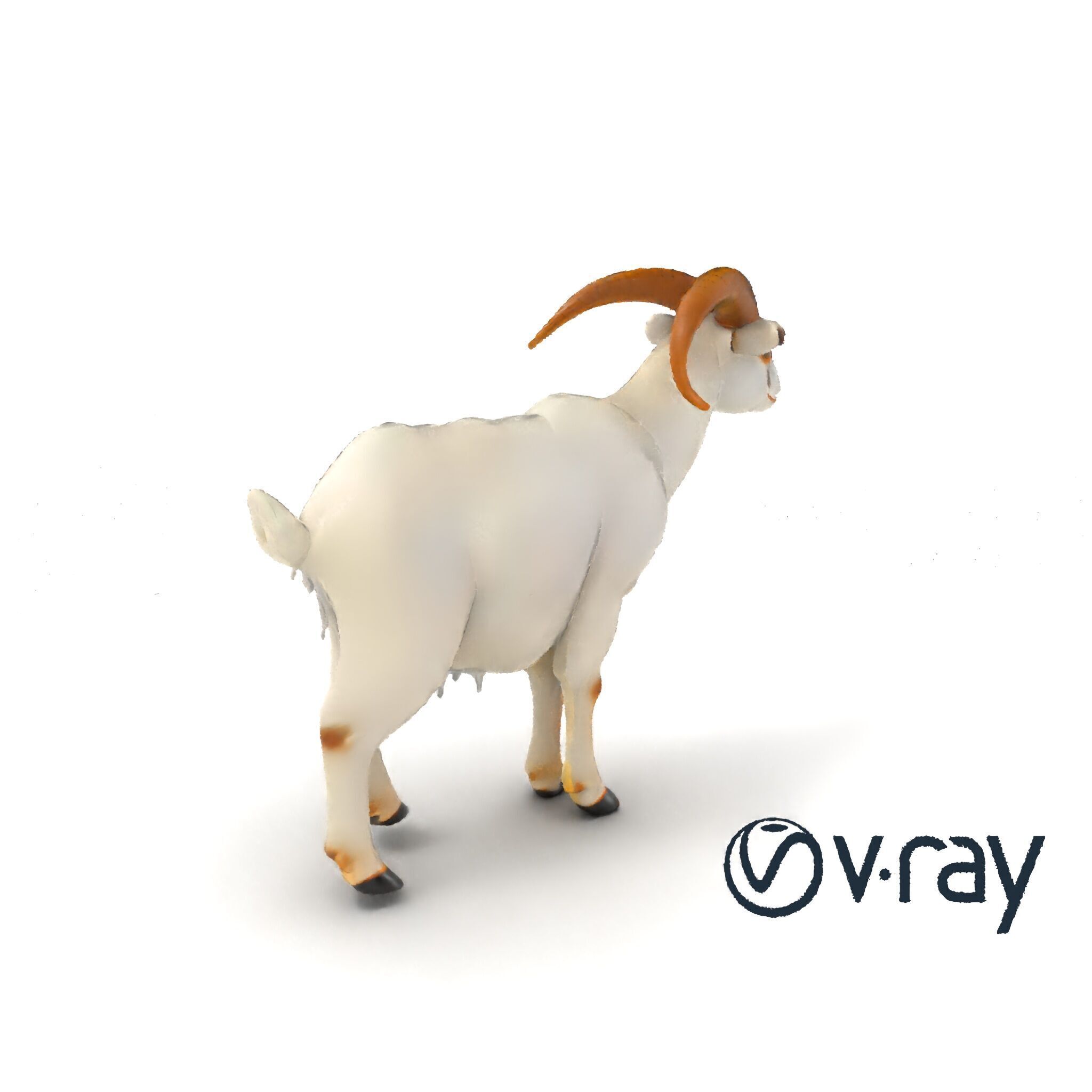 Curved Horn Goat White Coat model pack Low-poly 3D model_6