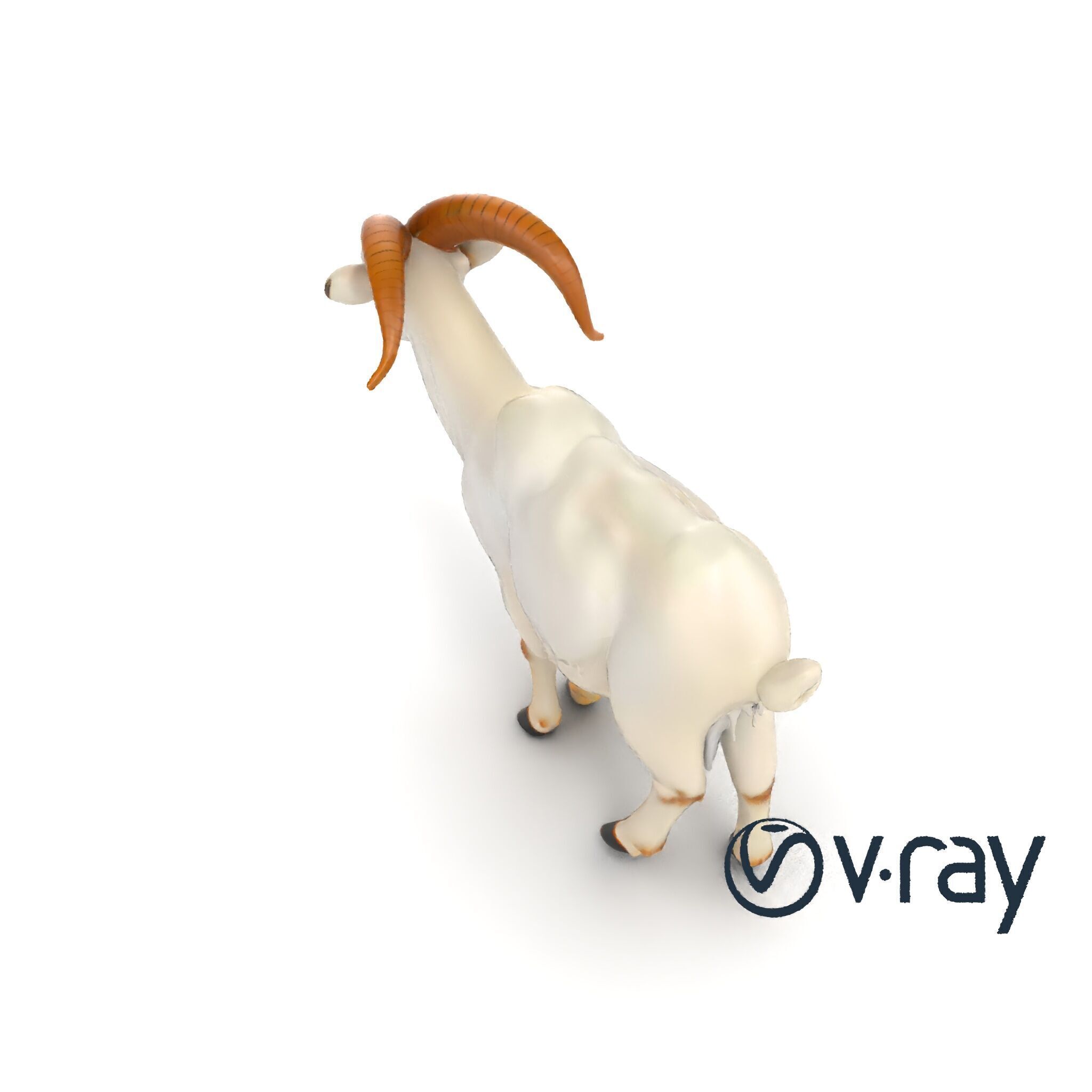 Curved Horn Goat White Coat model pack Low-poly 3D model_12