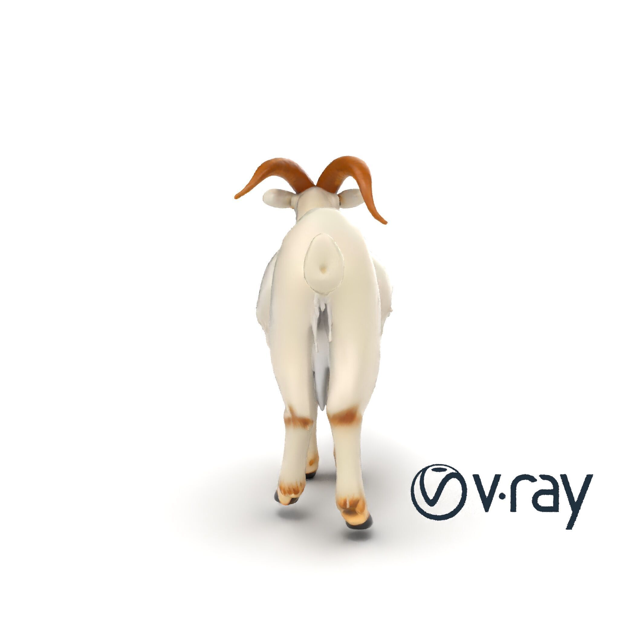Curved Horn Goat White Coat model pack Low-poly 3D model_24