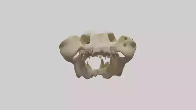 Lion Jawbone