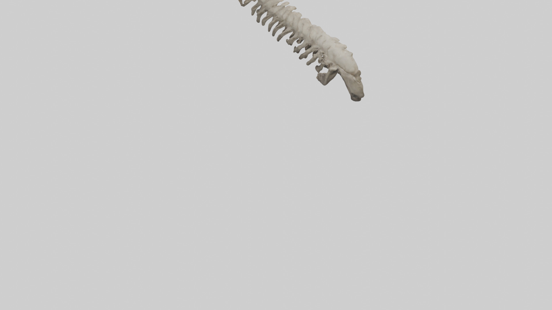 Lion Spine Low-poly 3D model_3