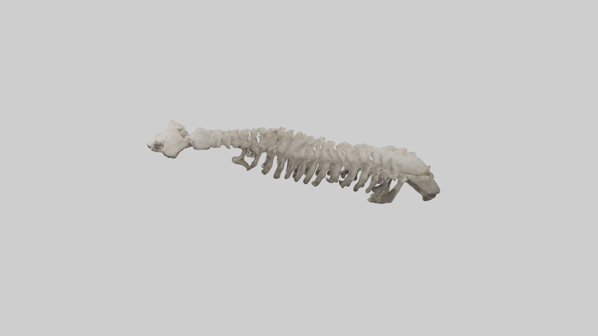 Lion Spine Low-poly 3D model_17