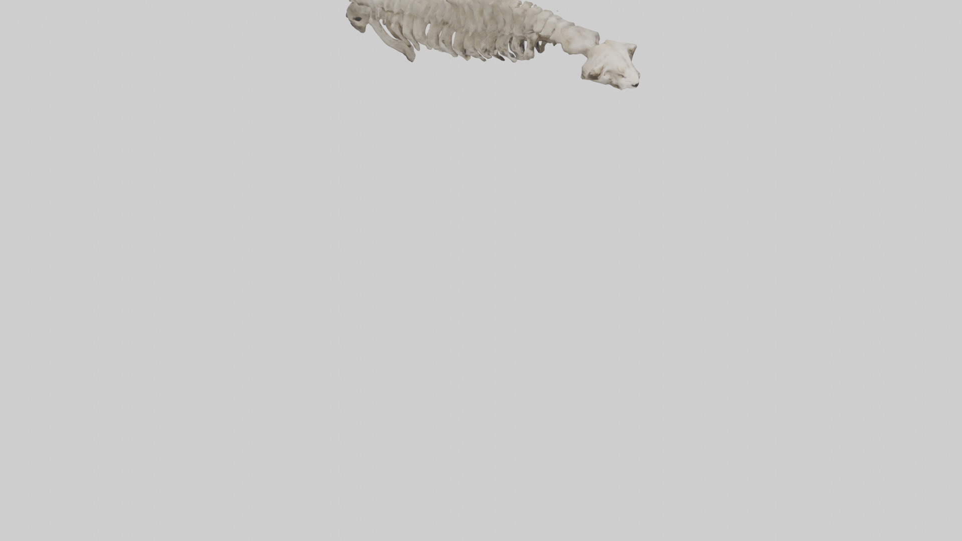 Lion Spine Low-poly 3D model_6