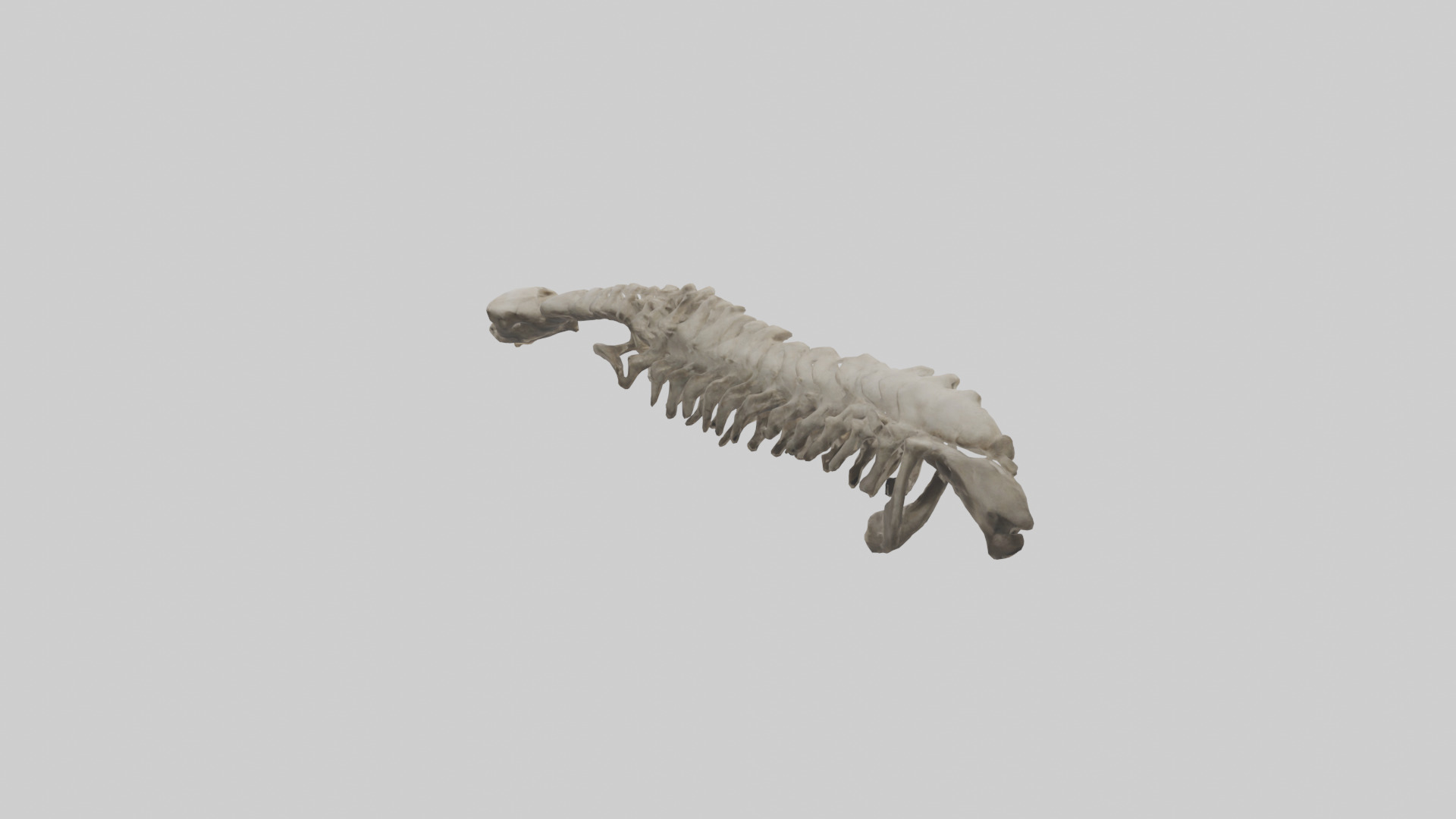 Lion Spine Low-poly 3D model_1
