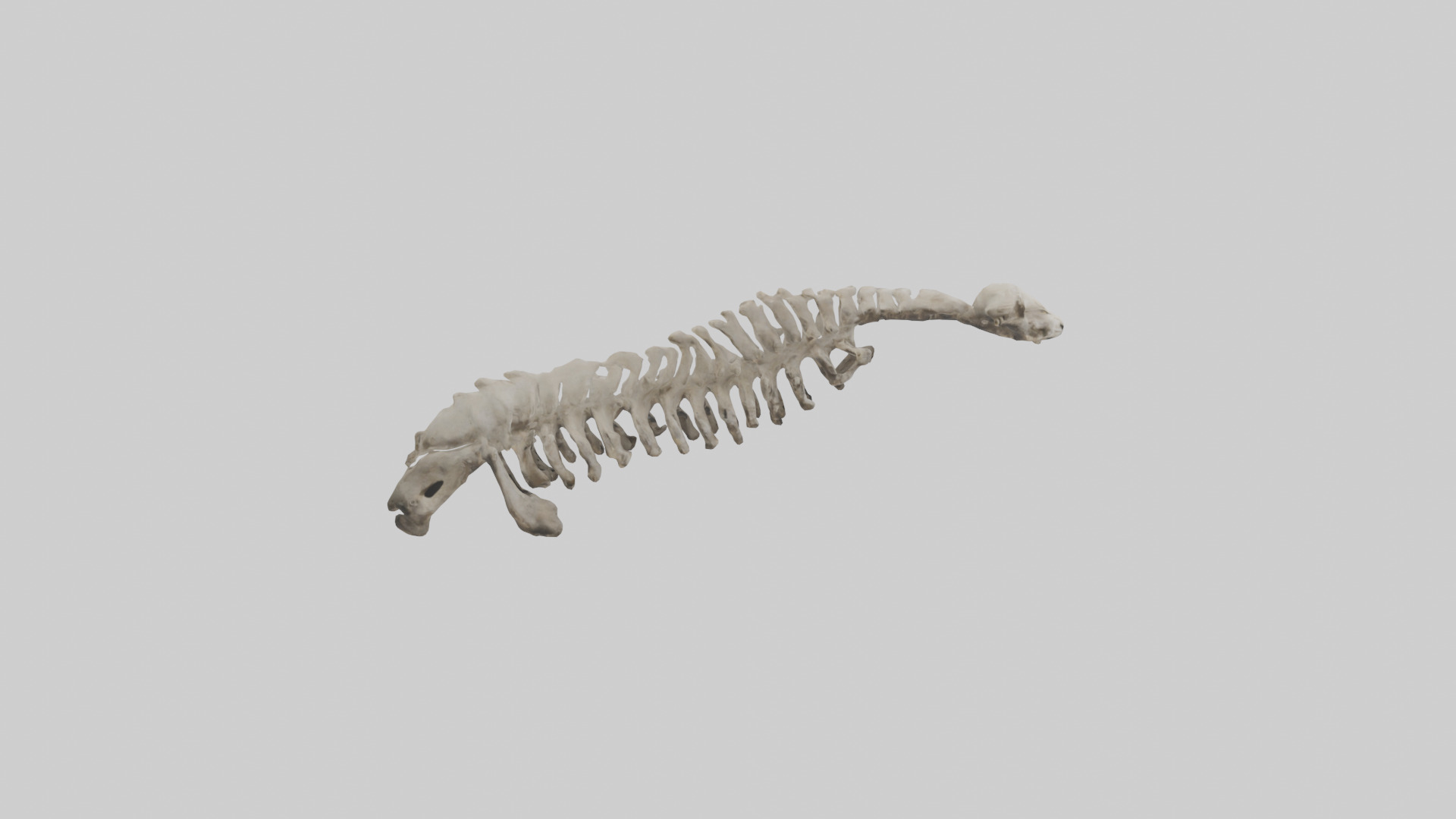 Lion Spine Low-poly 3D model_13