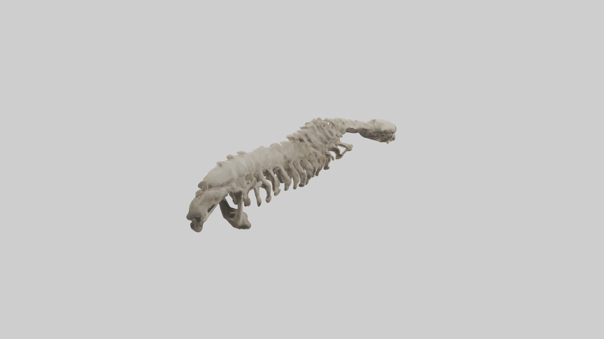 Lion Spine Low-poly 3D model_2