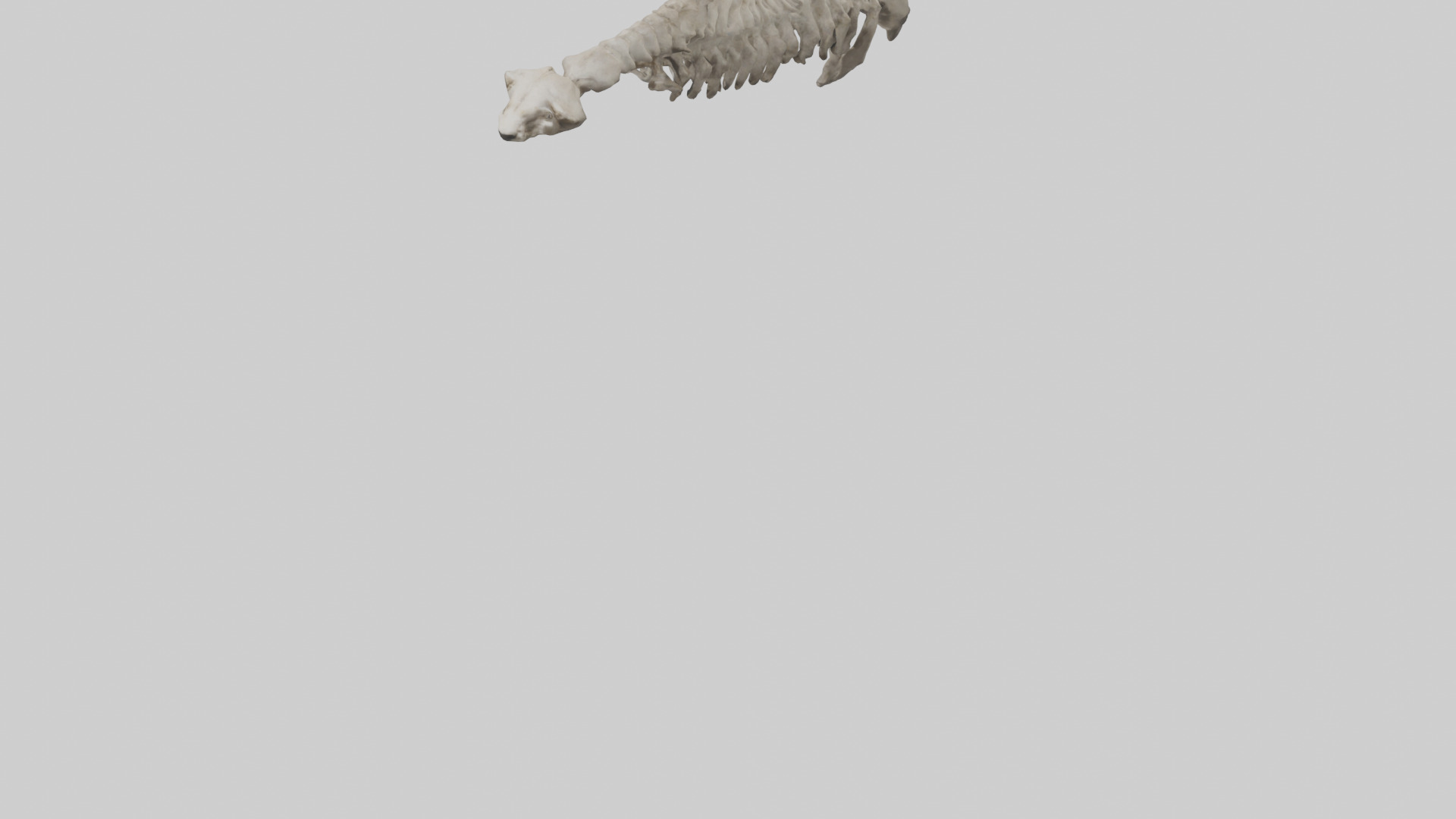 Lion Spine Low-poly 3D model_5