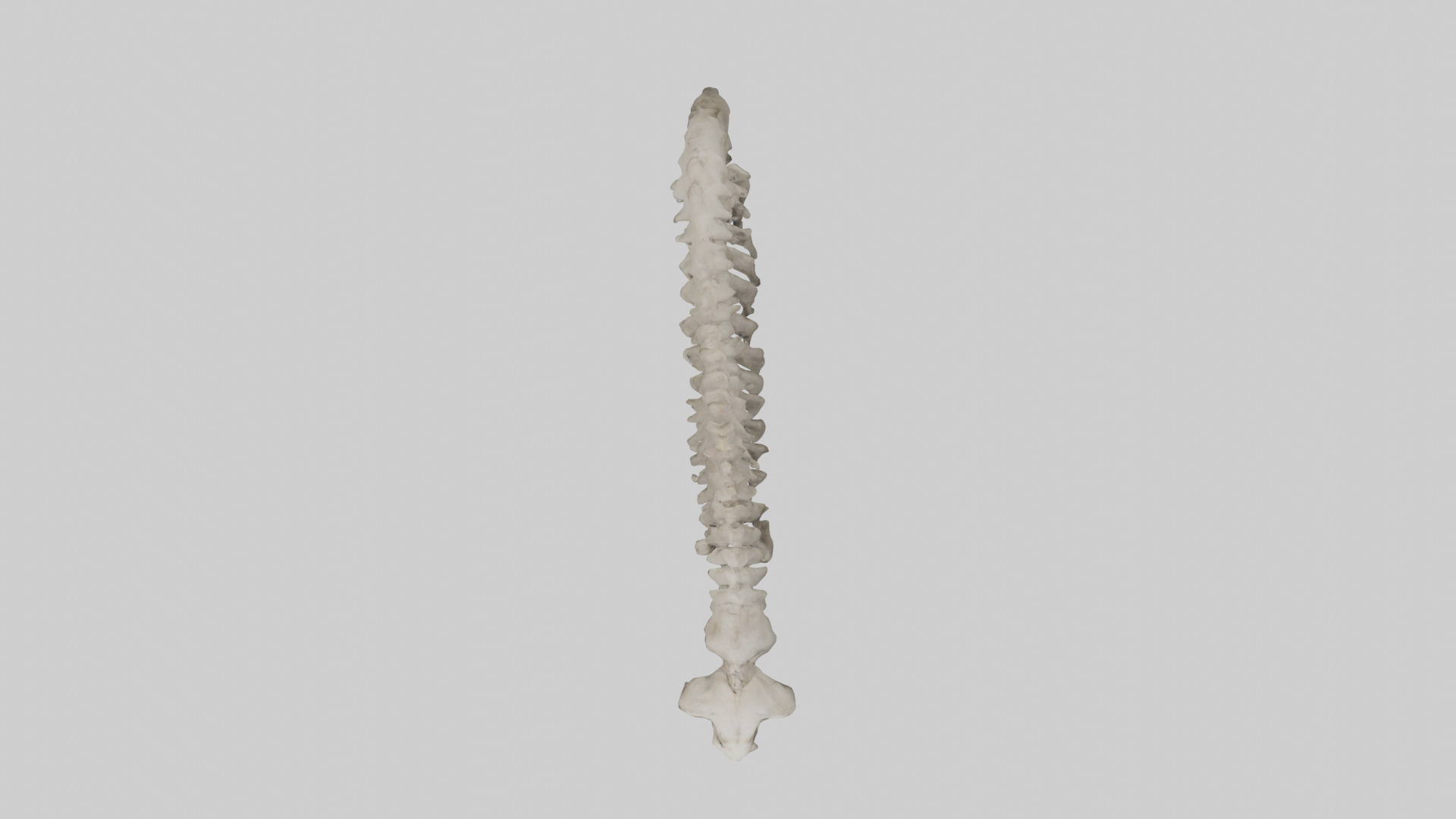 Lion Spine Low-poly 3D model_14