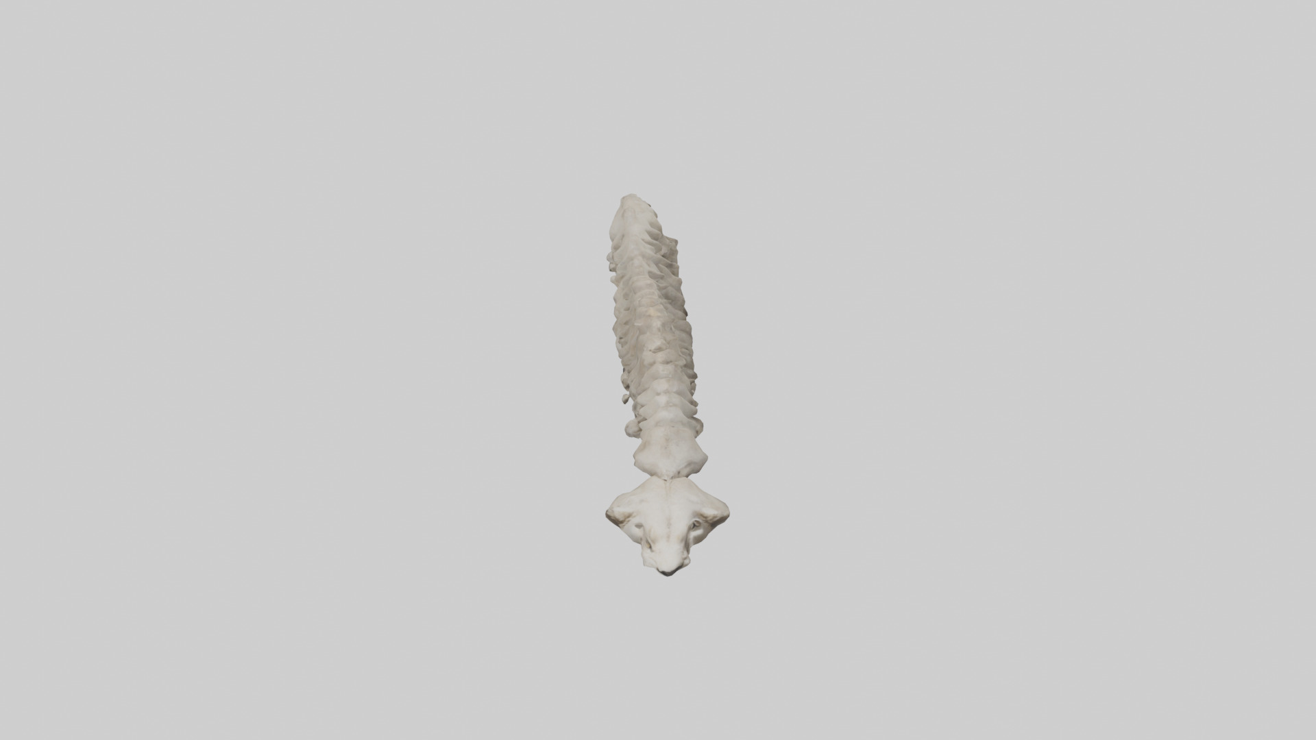 Lion Spine Low-poly 3D model_16