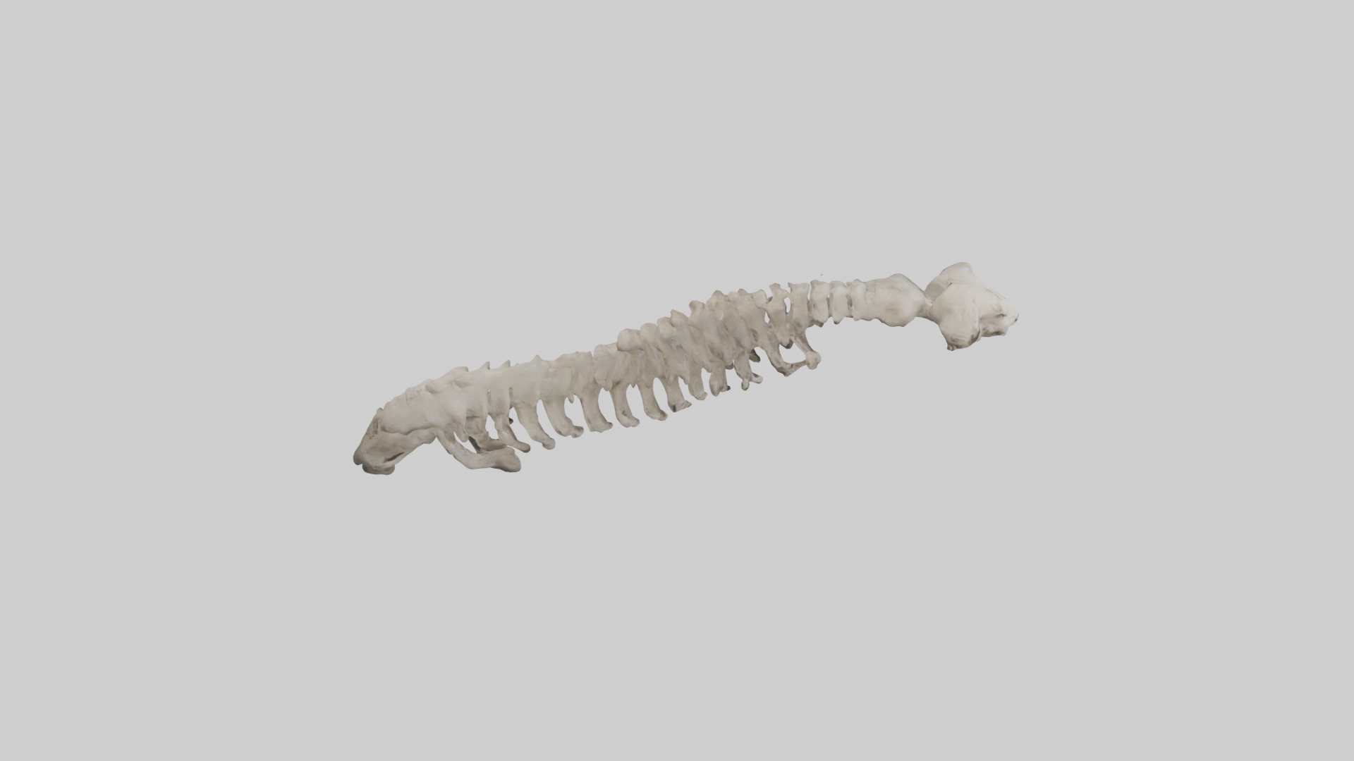 Lion Spine Low-poly 3D model_18