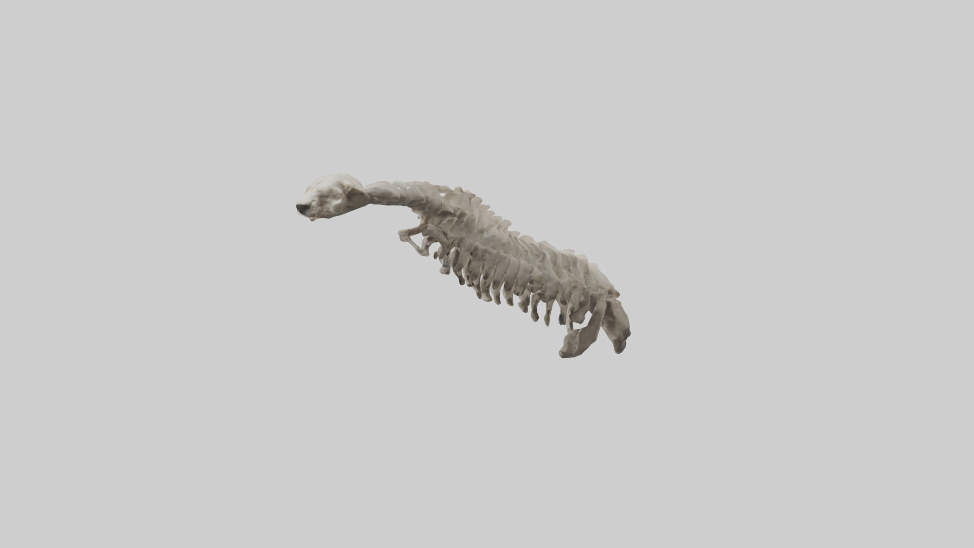 Lion Spine Low-poly 3D model_8