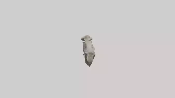 Lion Spine Low-poly 3D model Lion Spine Low-poly 3D model