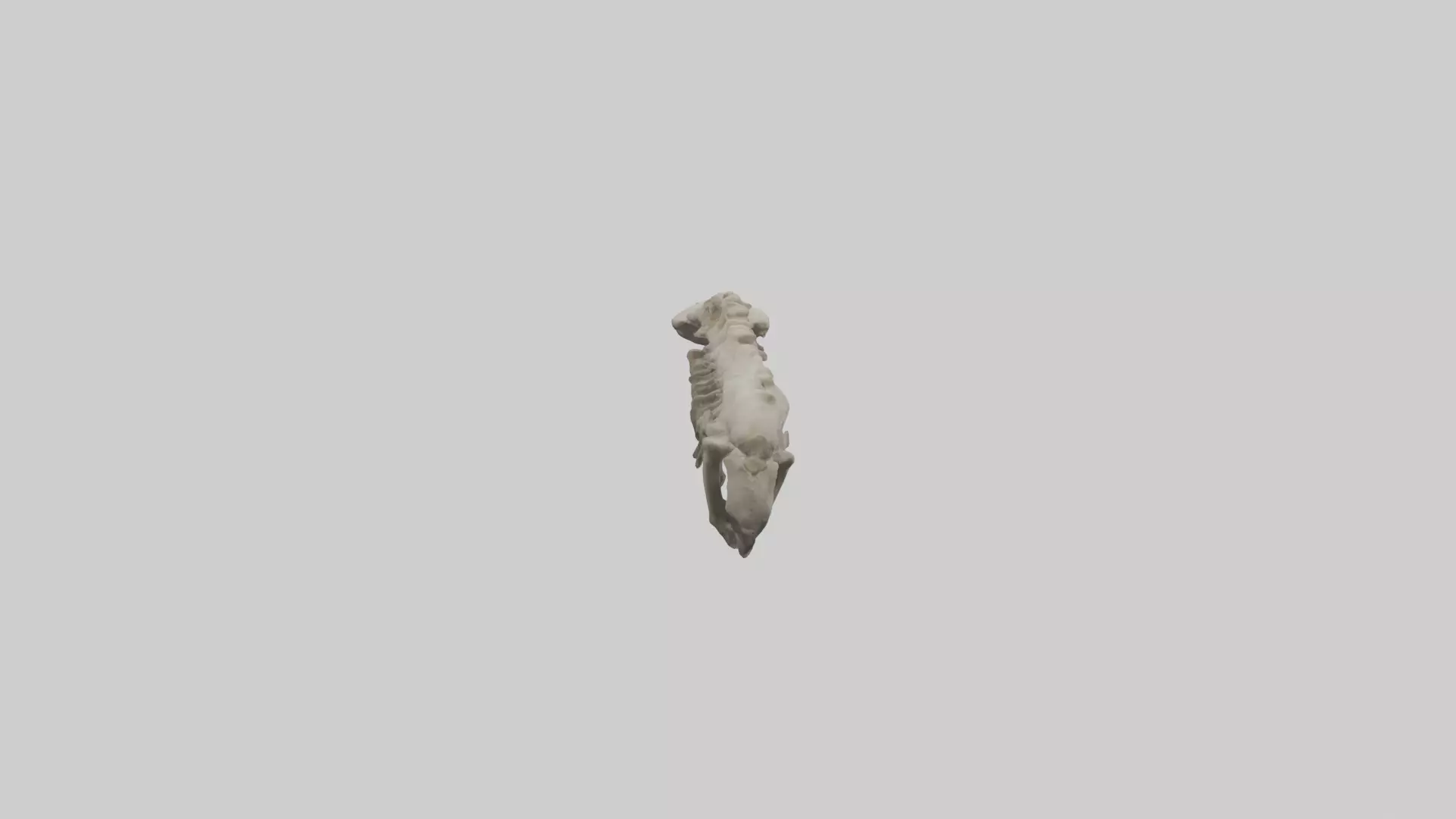 Lion Spine Low-poly 3D model_0