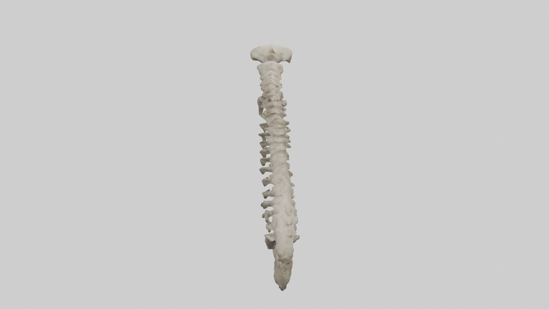 Lion Spine Low-poly 3D model_15