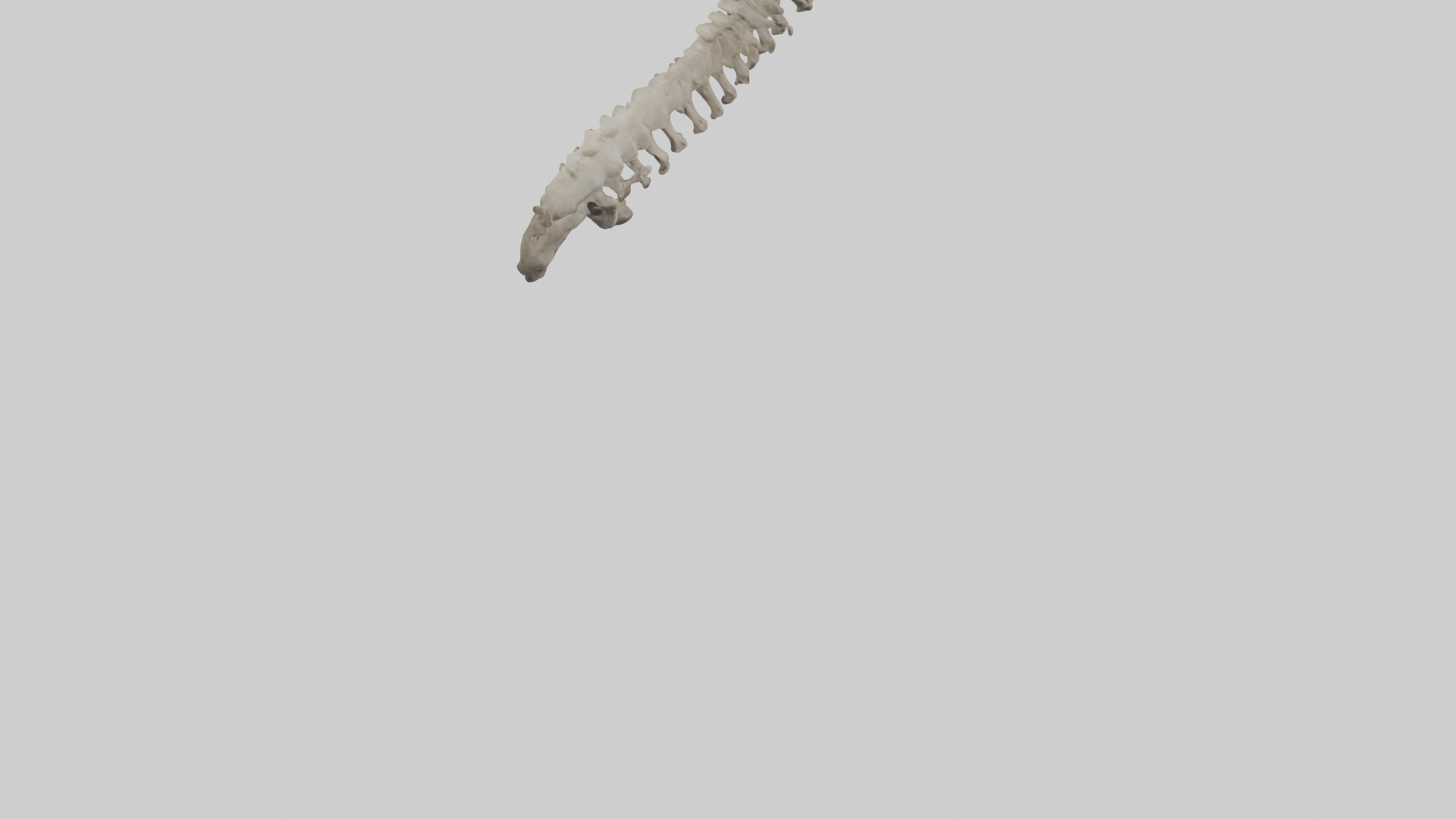 Lion Spine Low-poly 3D model_4