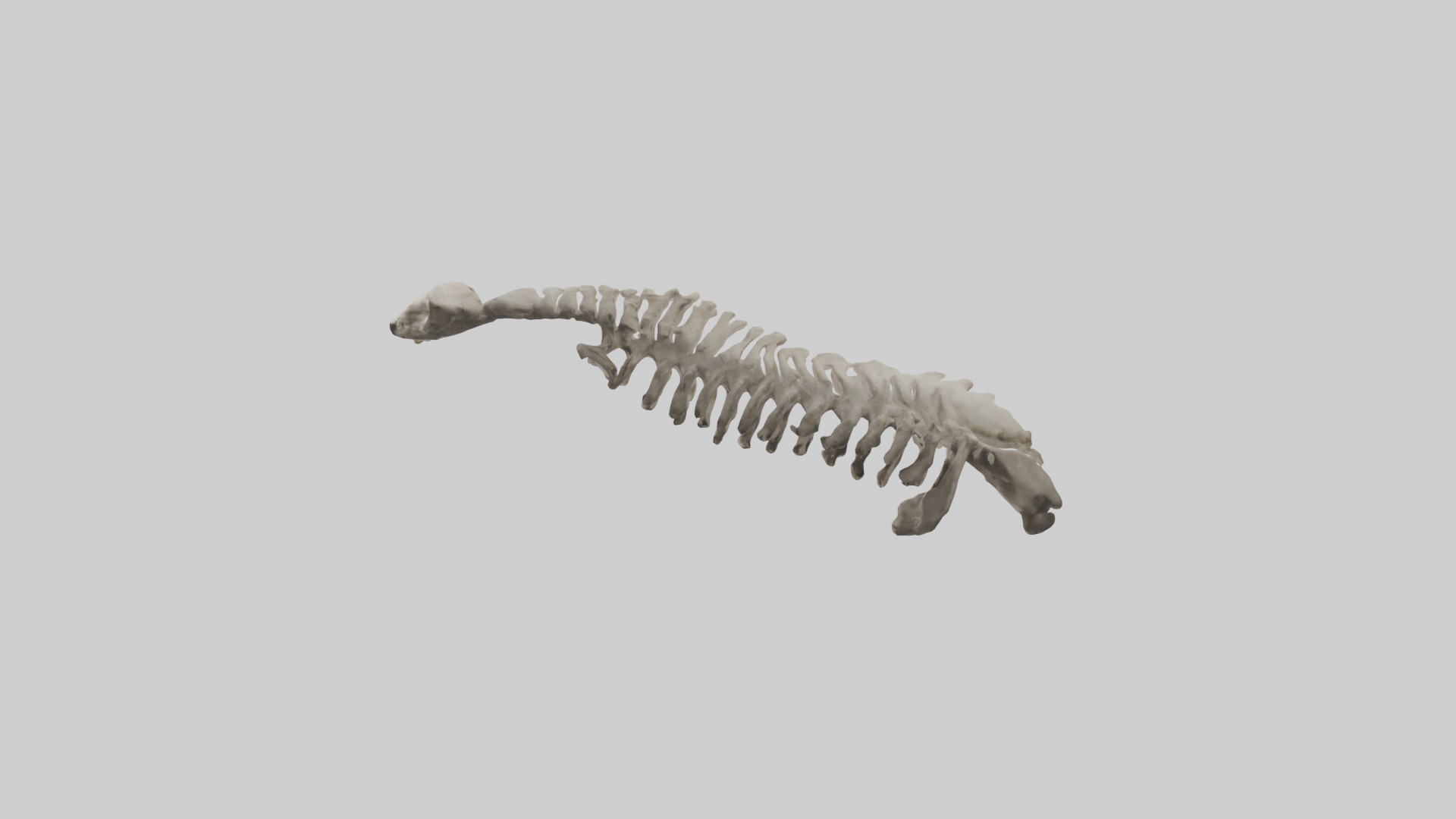 Lion Spine Low-poly 3D model_12